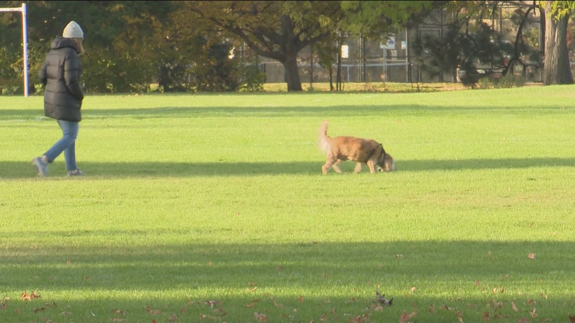 Not only do the open parks spark joy for dogs, but helps move around the goose population.