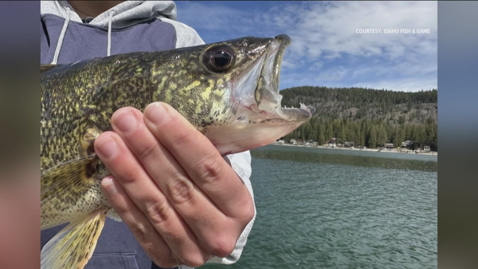 The number of walleye increases every year. Idaho Fish and Game is asking anglers not to release them back if caught.