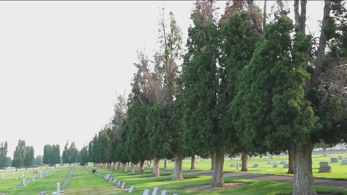 Grant helps bring new life to trees at Nampa's Kohlerlawn Cemetery ...