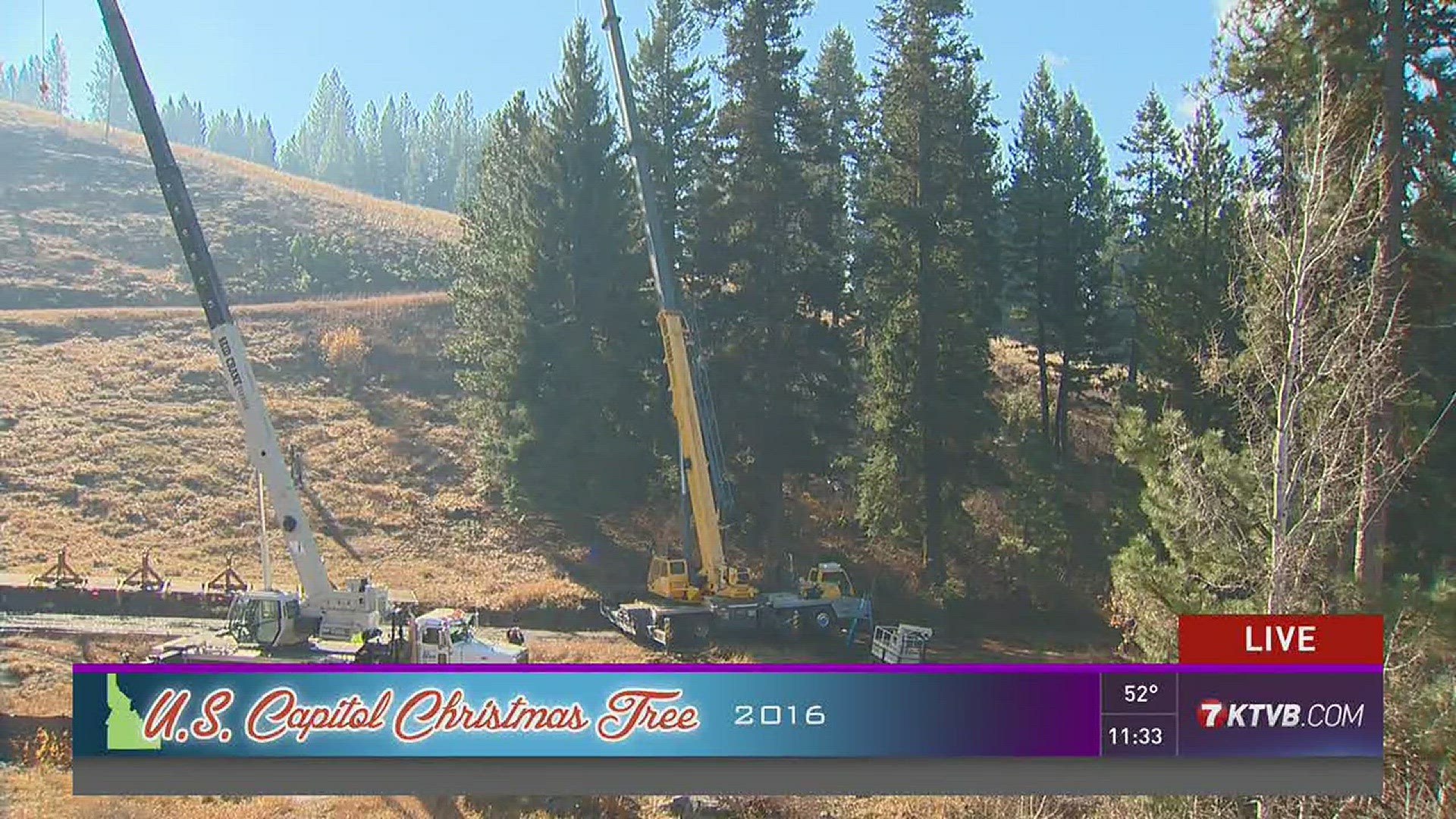 KTVB live coverage: The harvesting of the U.S. Capitol Christmas tree
