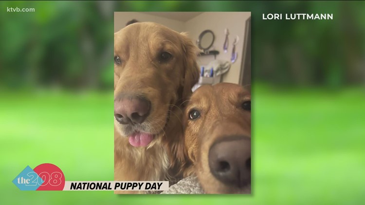 National Puppy Day: an ode to older dogs