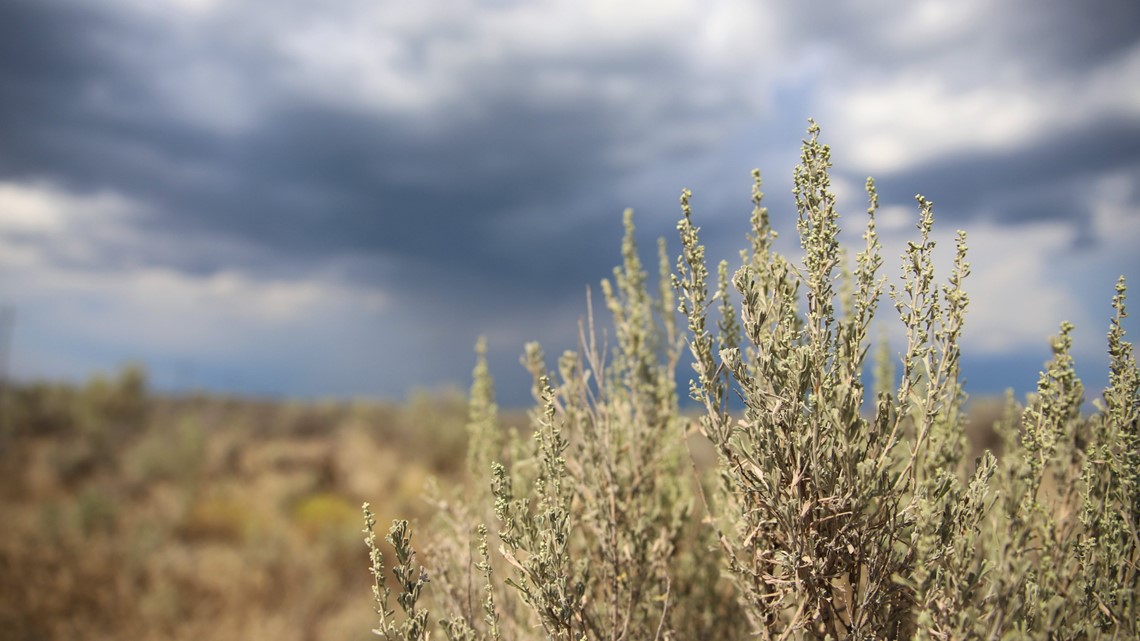 Volunteers needed to plant sagebrush in fire-damaged habitat - Vimarsana News