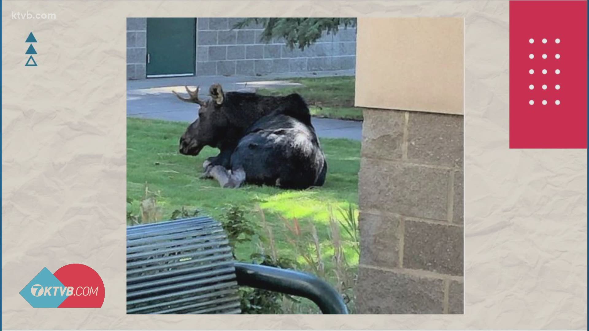 This isn't the first time the school has had an unwanted visit from a furry neighbor.