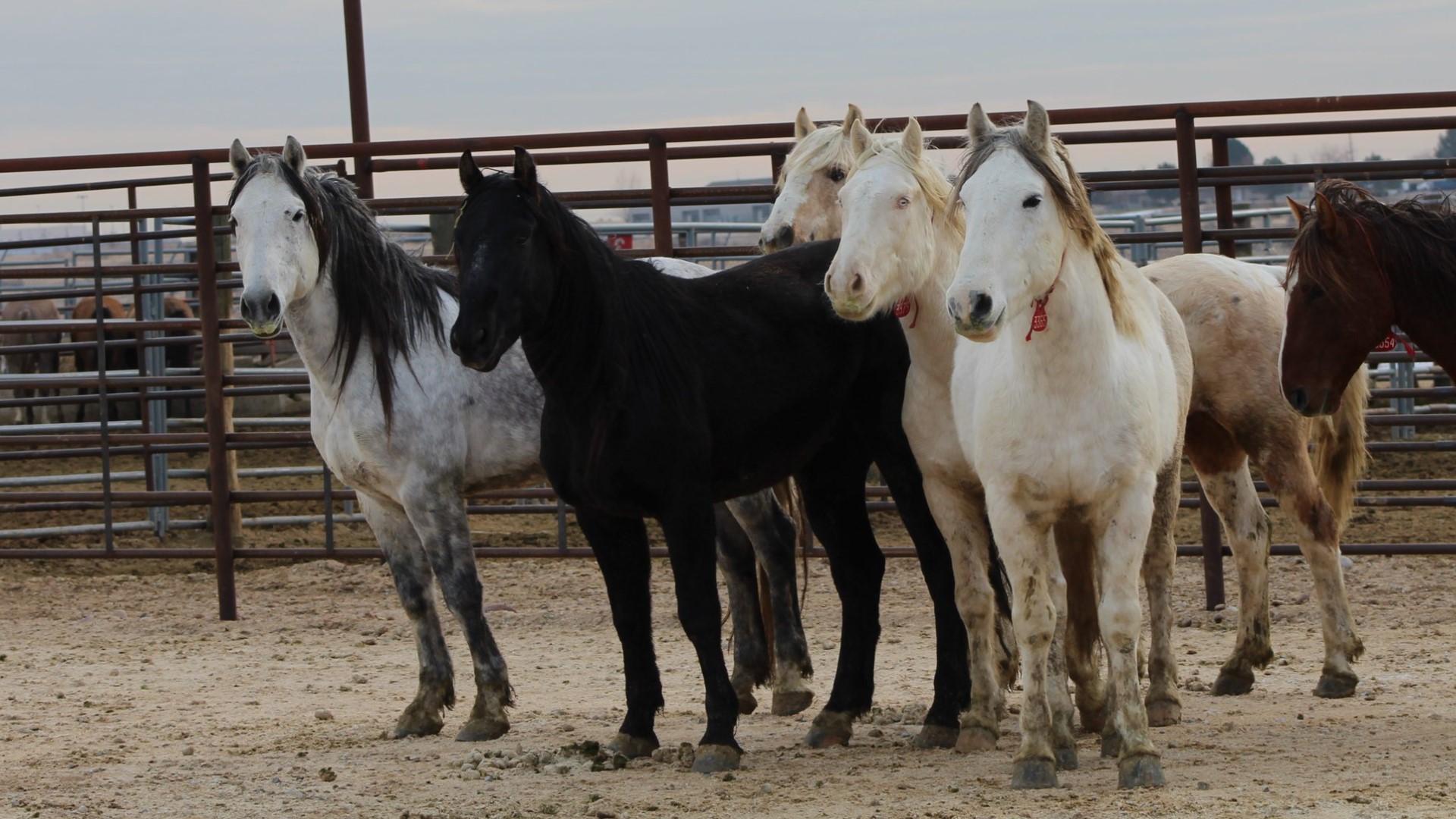 46 wild horses from Idaho herd up for adoption next week