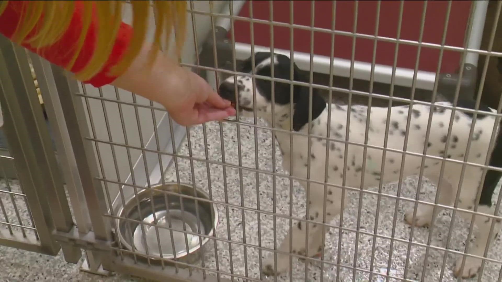 Spaying and neutering are becoming more common, which is causing a shortage of dogs at the Idaho Humane Society, but facility workers say this is a good thing.