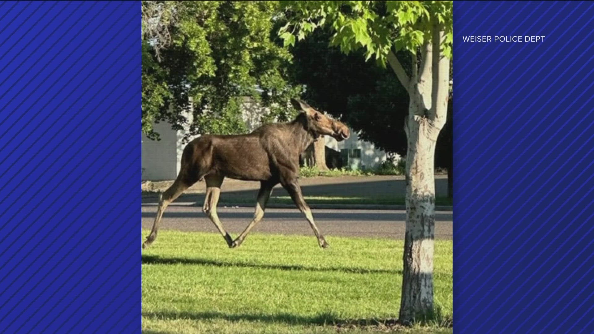 spotted moose