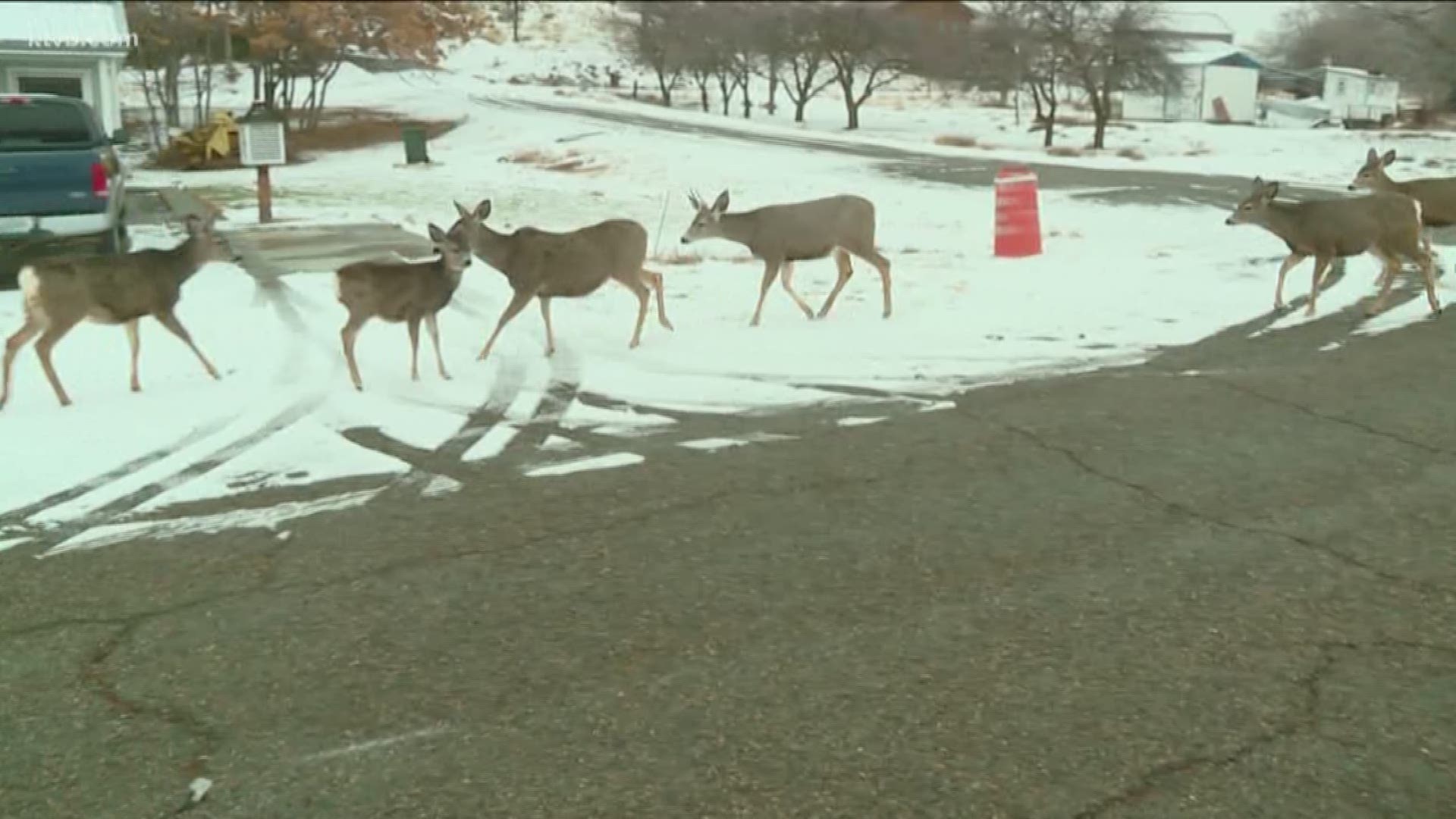 Some who live in Huntington, Oregon are annoyed about the number of deer overrunning the small town, while others think they should be left alone.
