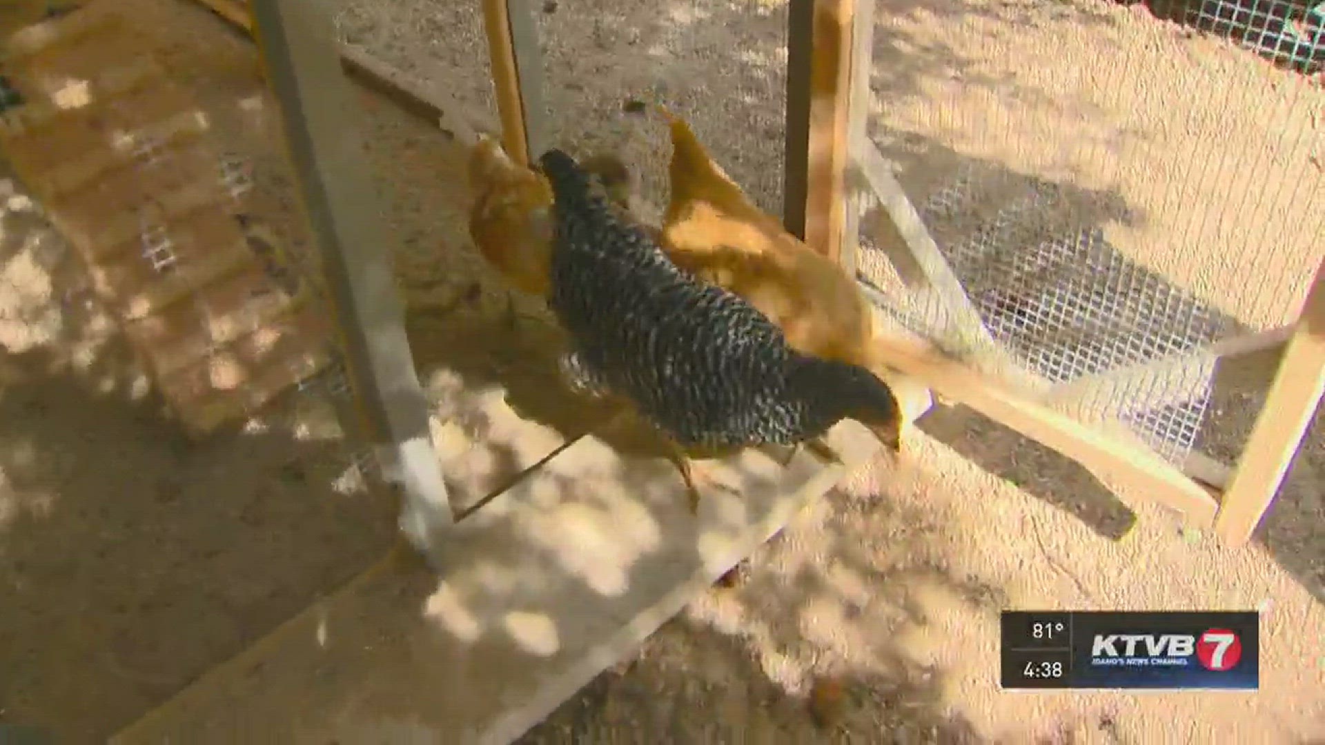 Jim Duthie shows how to raise backyard chickens.