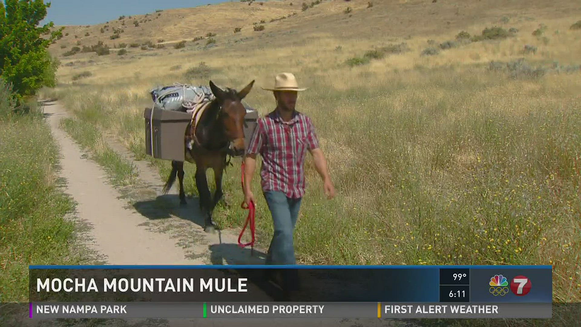 Mocha mountain mule.