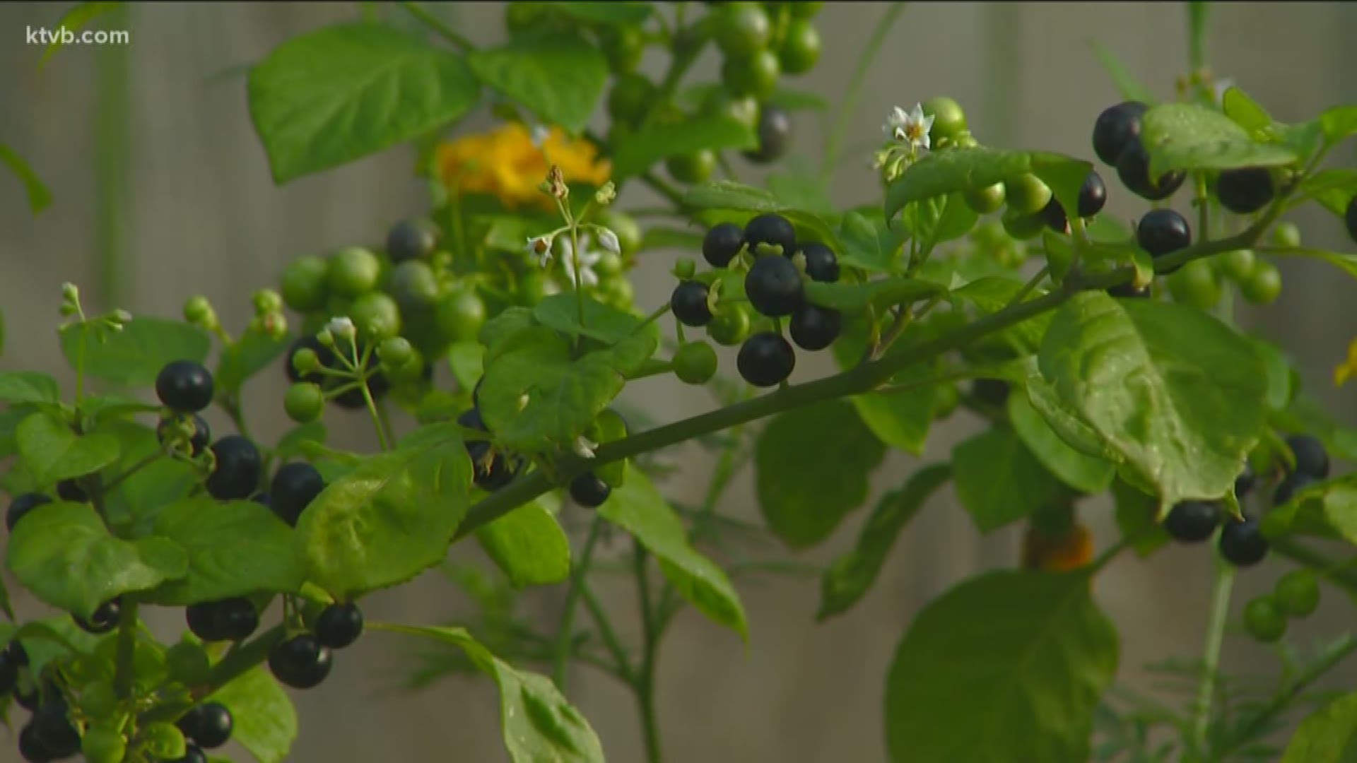 Jim Duthie shows us a variety of huckleberries that grow well in Idaho.