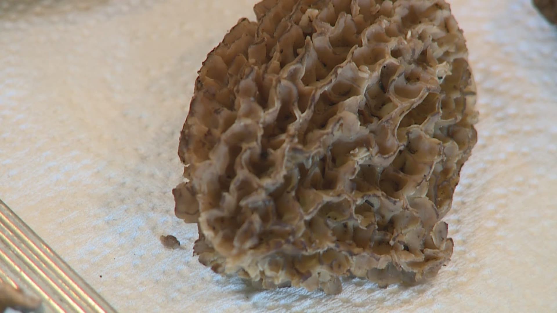 Good crop of morel mushrooms expected in fire burn area
