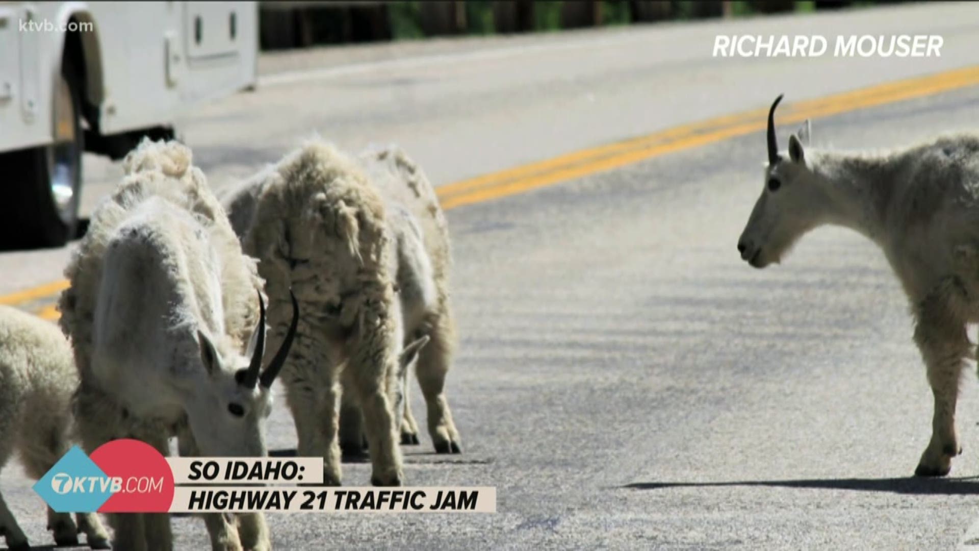Ricky Mouser came upon the goats in Idaho's mountains and says they didn't want to leave the highway.
