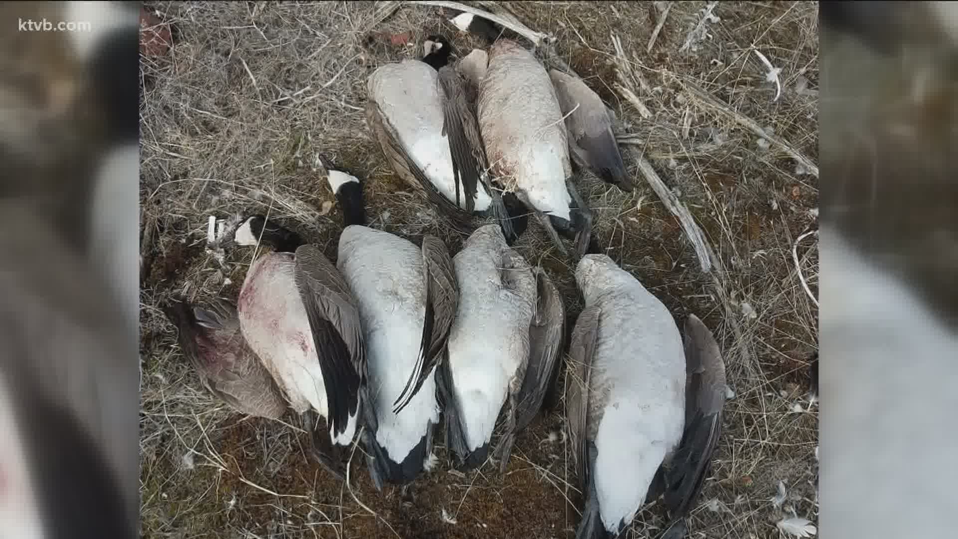 The six geese were found in the same spot in Minidoka County where nine geese were dumped in December.