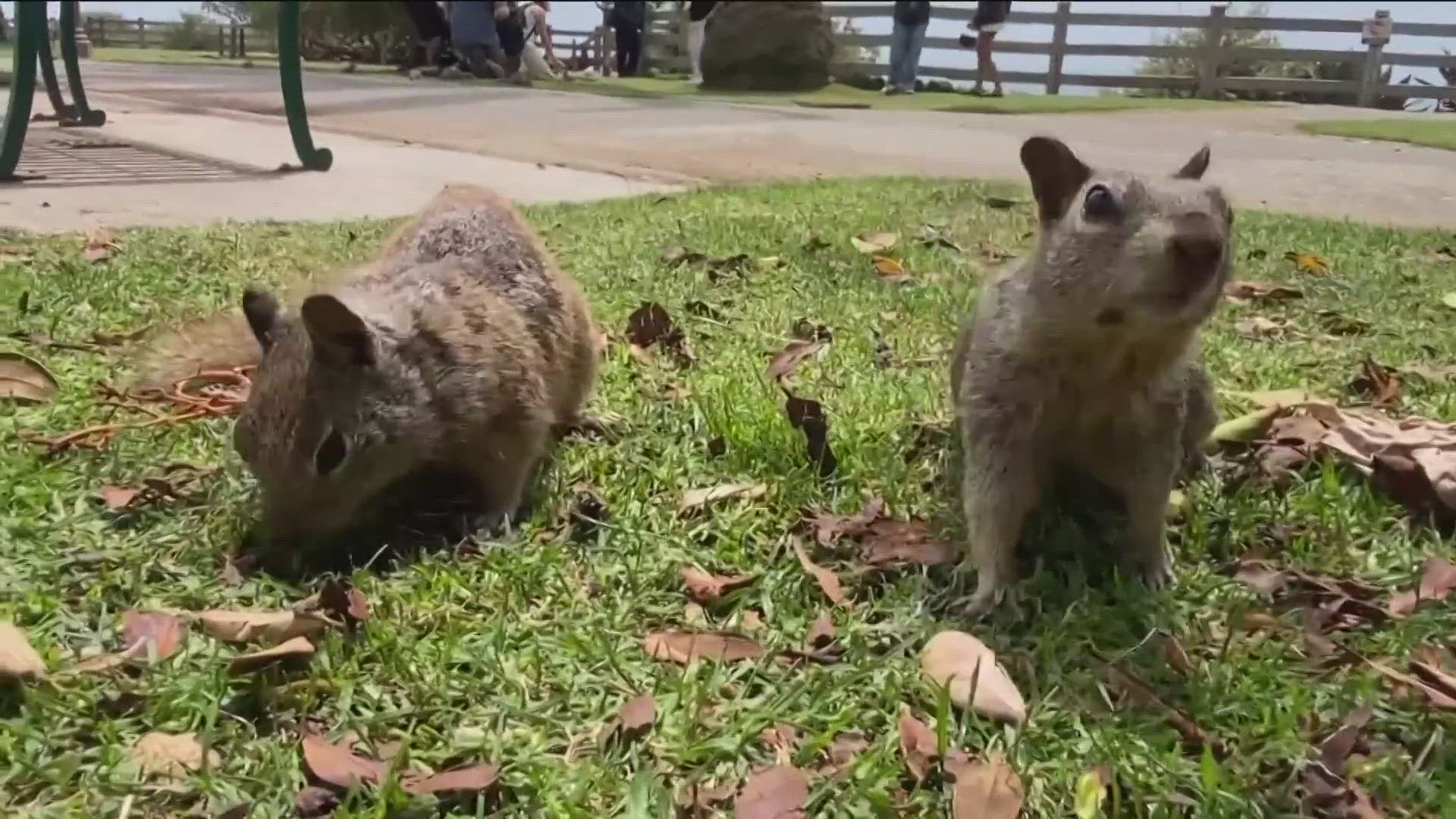 In a California park, the squirrel population is "going nuts" because residents continue to feed the animals, which officials urge them not to do. 