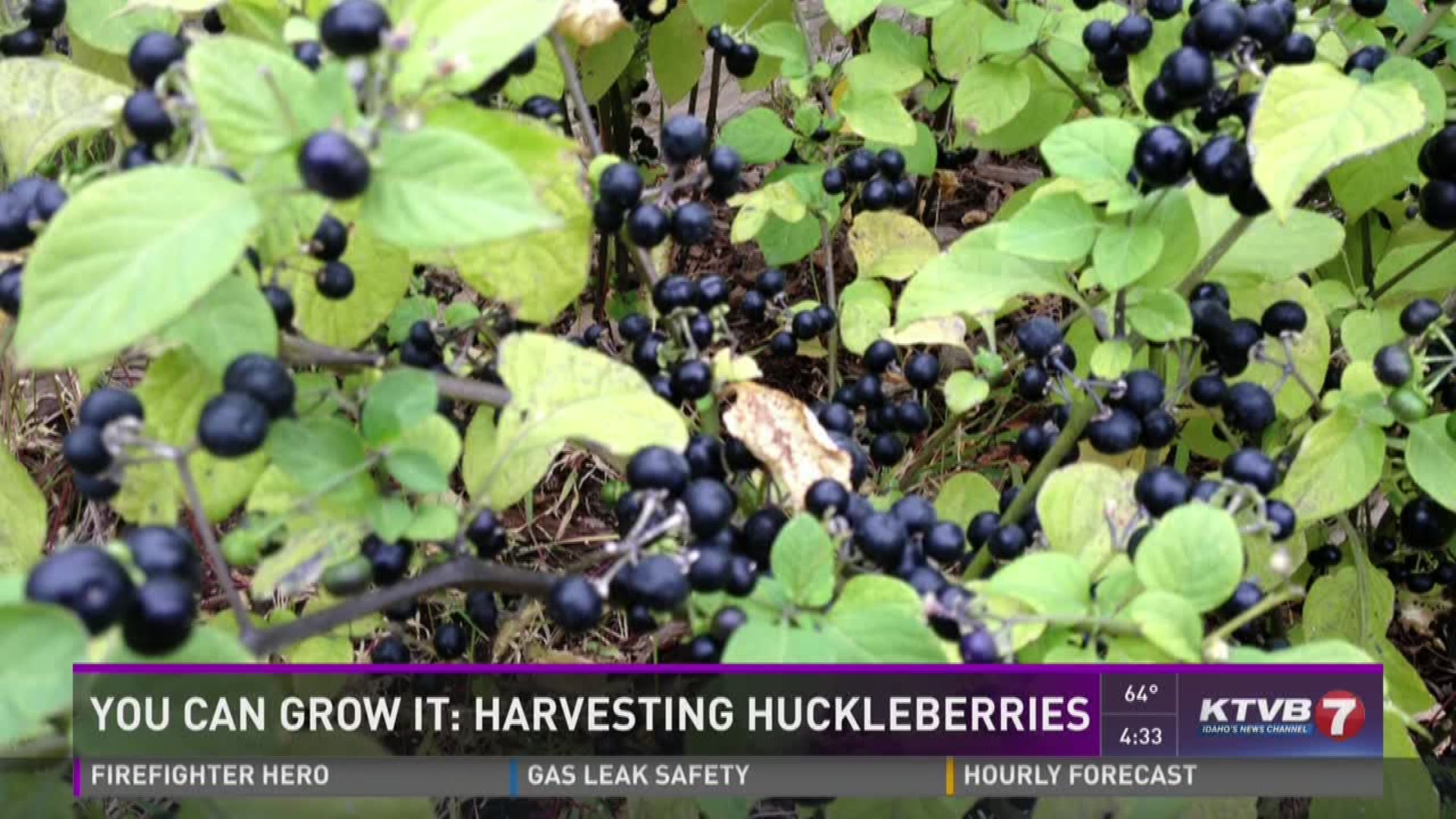 Our Jim Duthie shows us what you can go with your garden-grown huckleberries. 