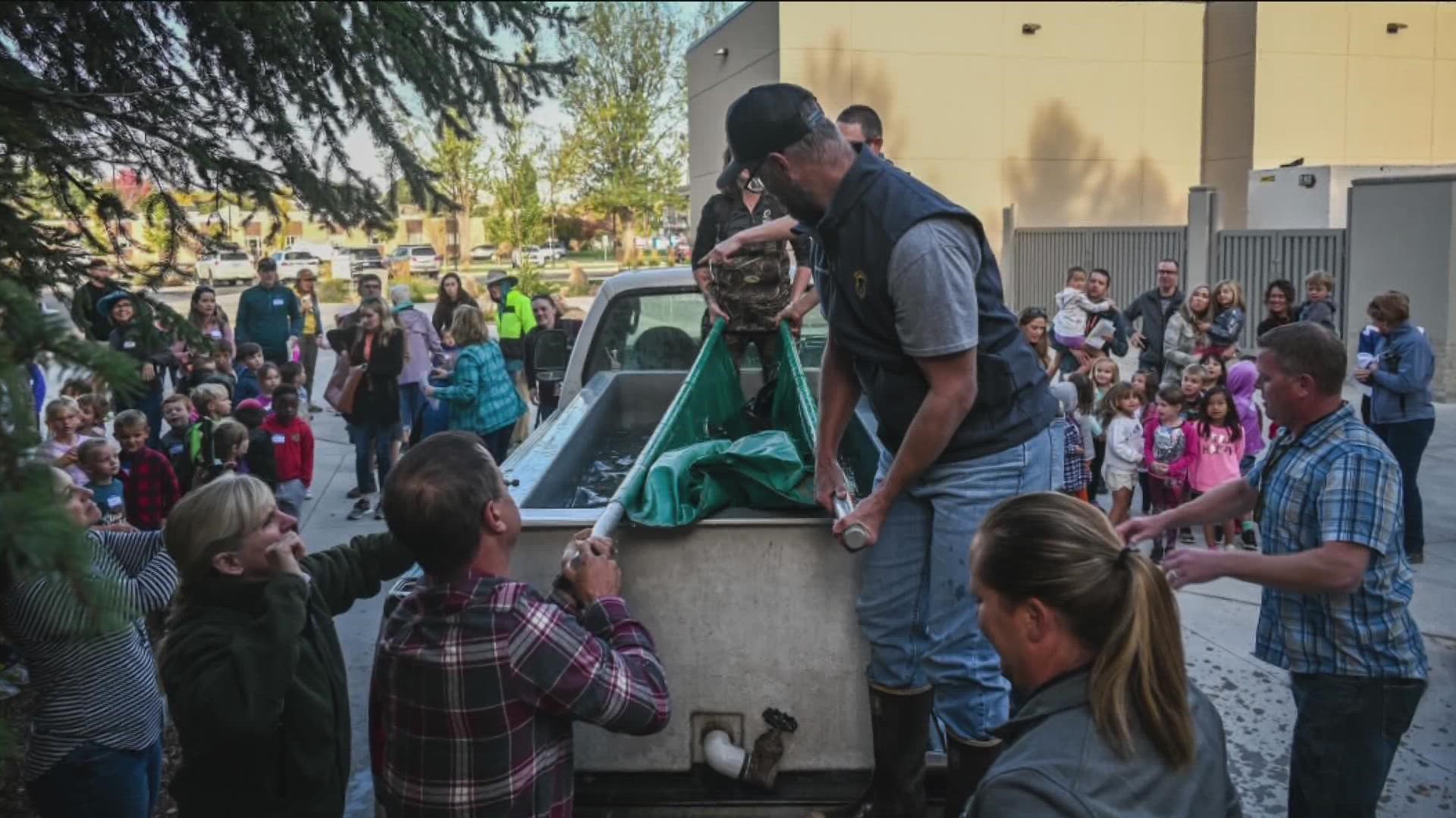 idaho-fish-and-game-adds-7-foot-sturgeon-to-mk-nature-center-ktvb