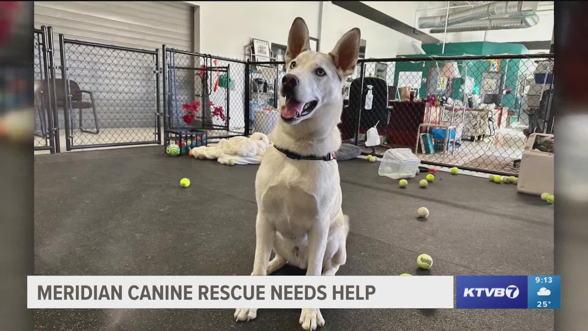 Meridian Canine Rescue has received 30 to 40 dog surrender inquires in recent months. They are unable to take in dogs until community members come forward to foster.