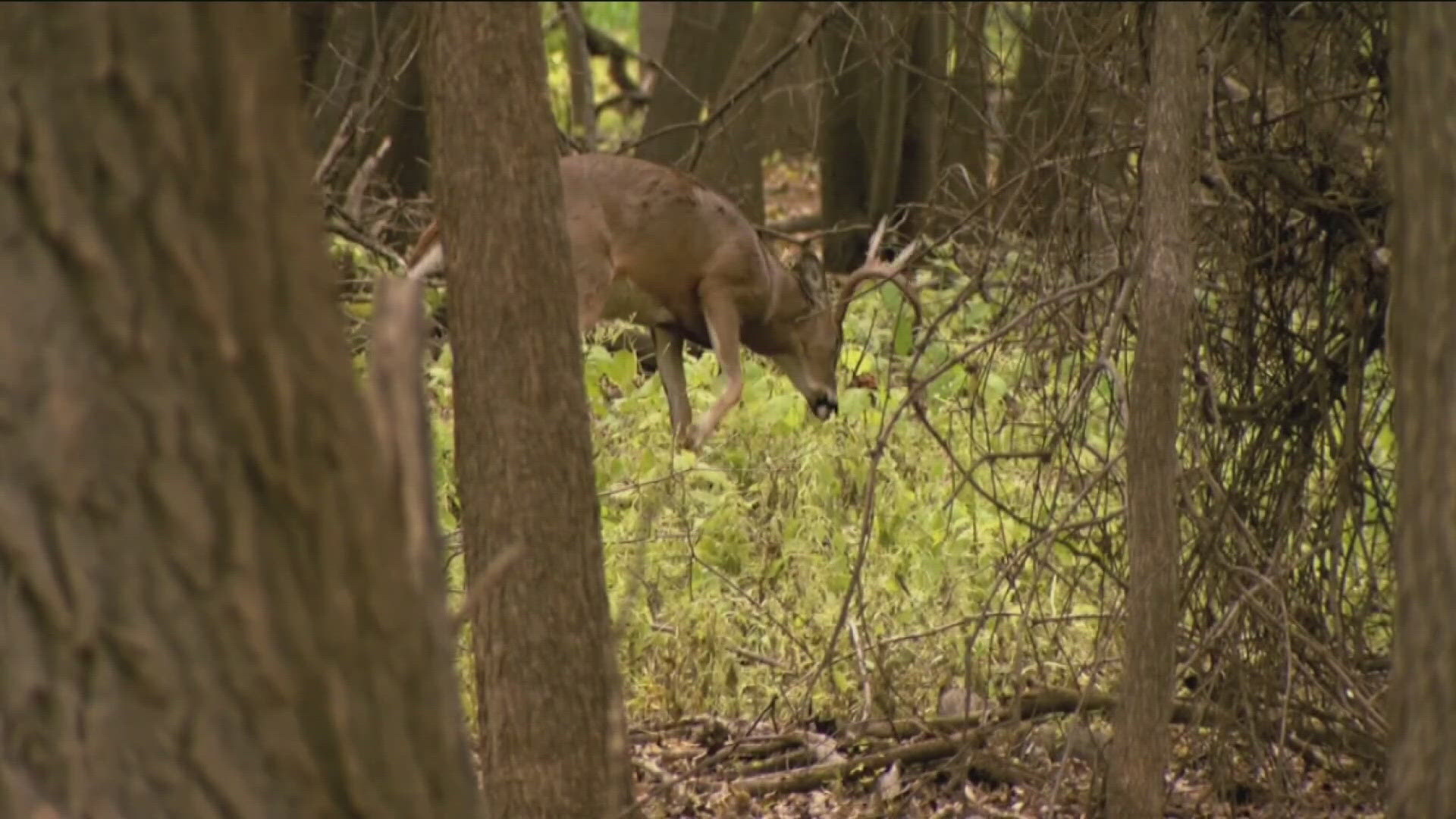 Idaho Department of Fish and Game said maintaining wildlife naturally is the goal, but an emergency feeding policy is in place to protect elk and deer populations.