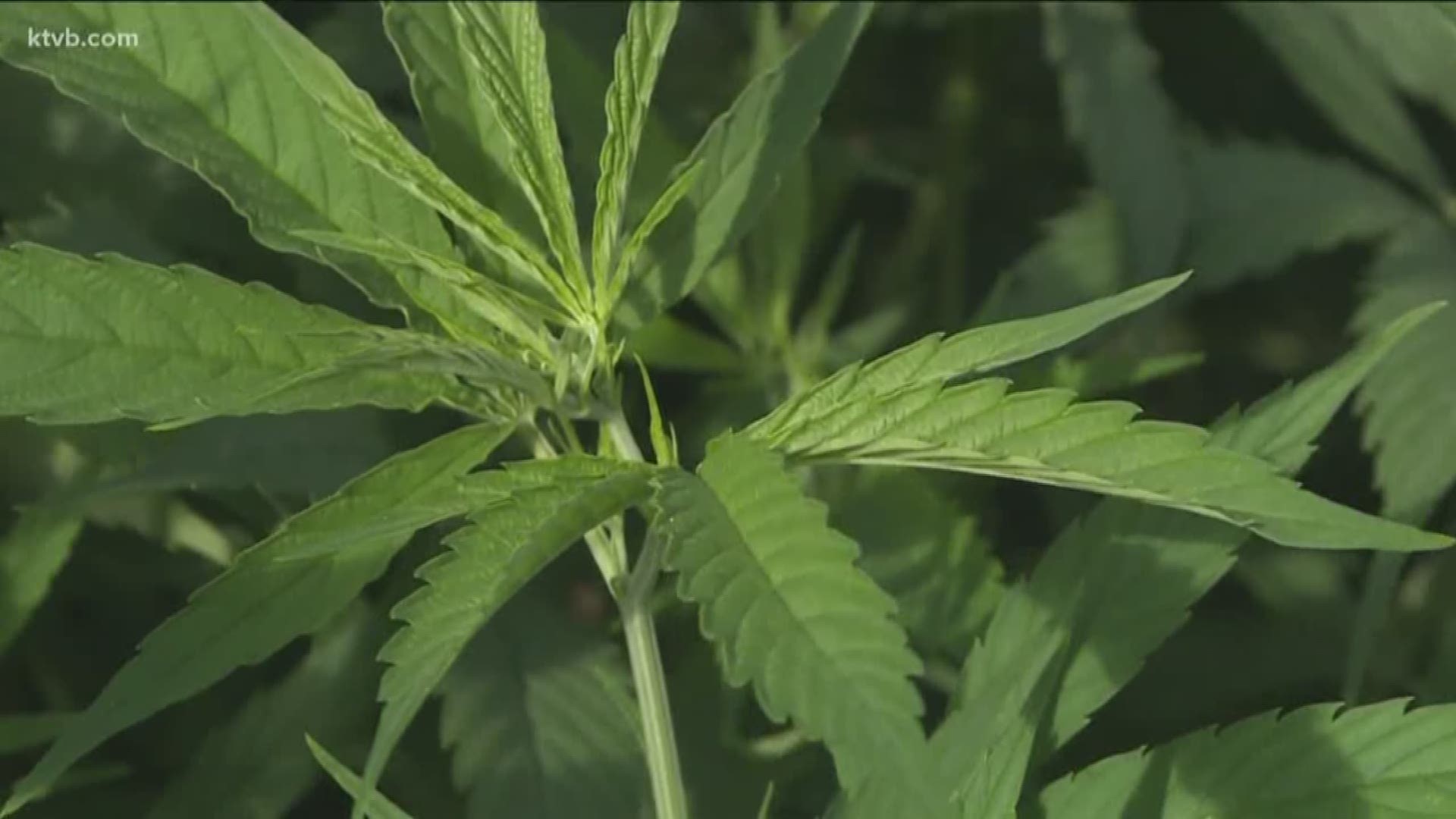 A bill that would legalize hemp by aligning Idaho state law with the federal Farm Bill has passed the House.