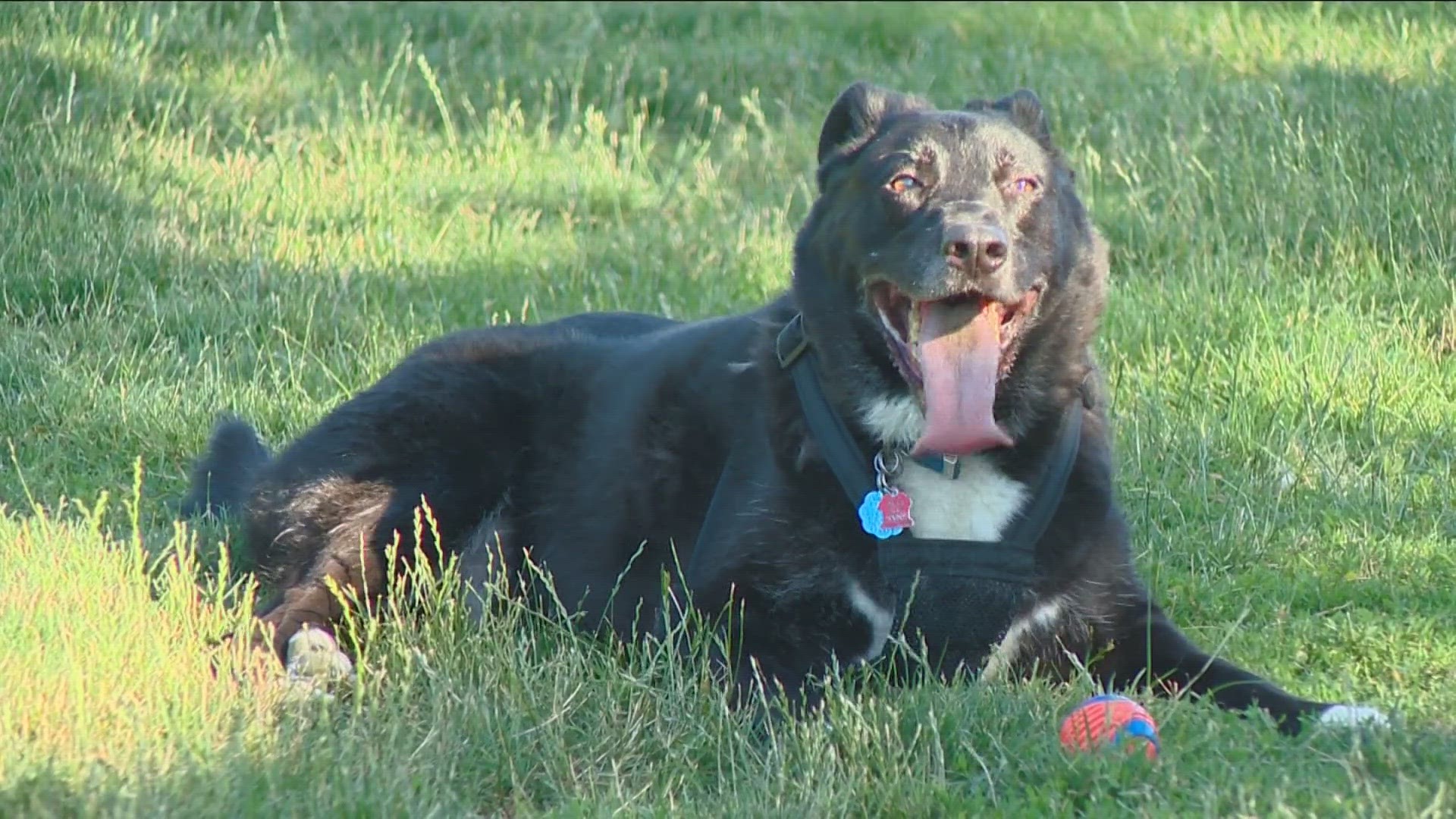 The Idaho Humane Society has some tips to help.