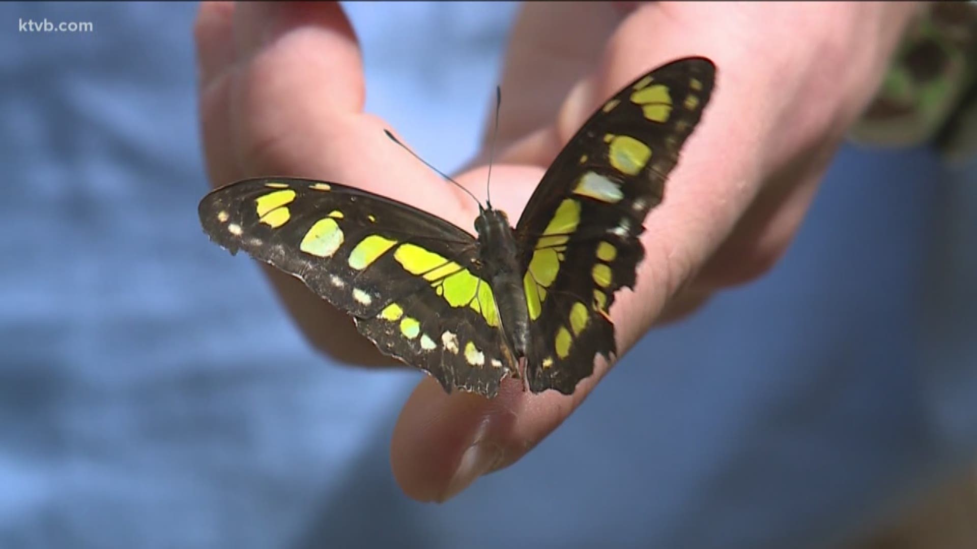 Hundreds of rare butterflies can be seen now at Zoo Boise. Part of admission fees to the zoo go towards butterfly conservation.