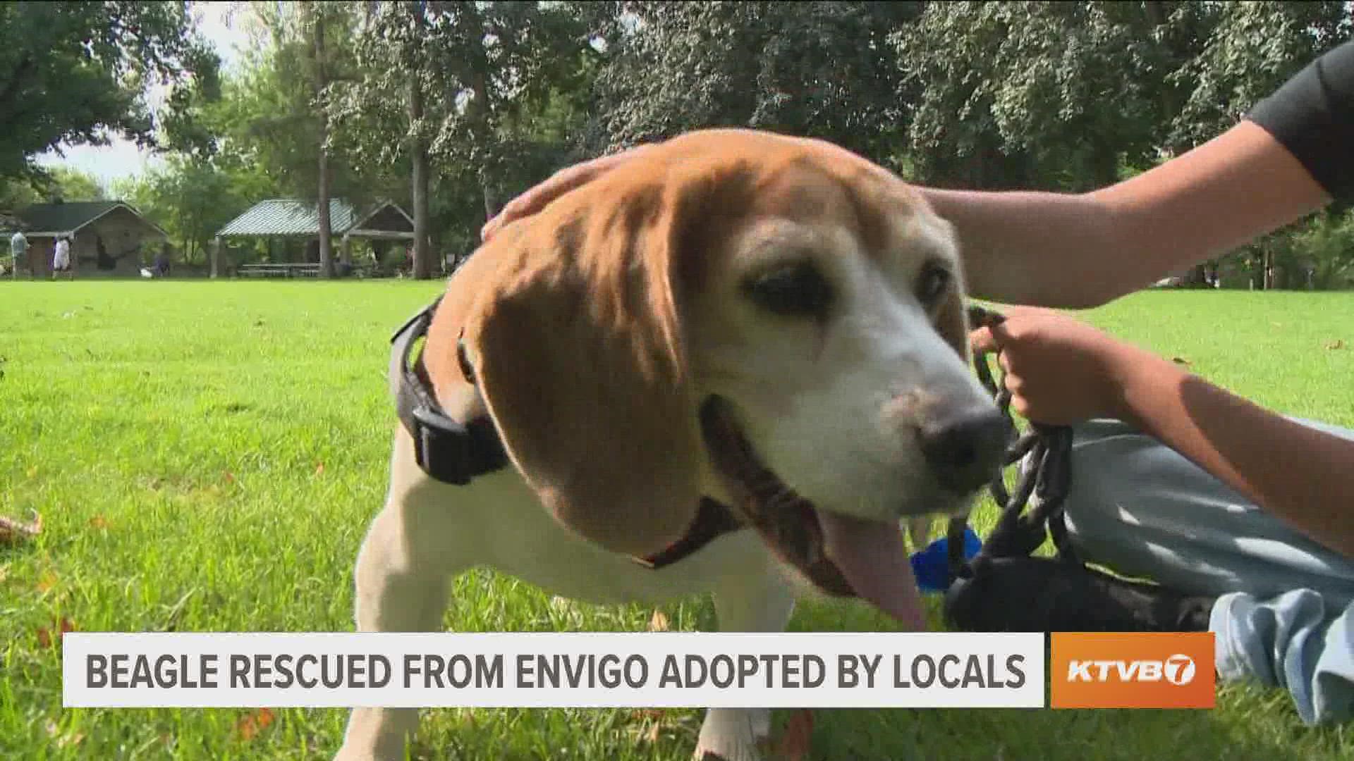 Samson is one of 4,000 dogs rescued in July 2022 from a facility in Virginia.
