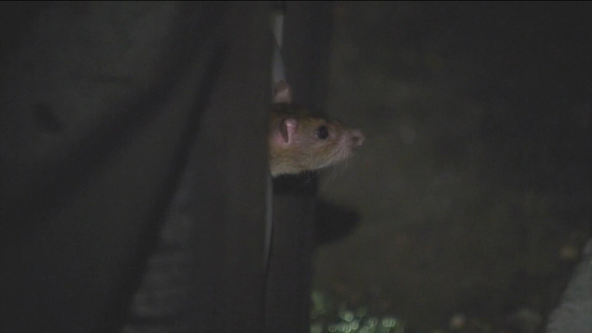 Boise tackles invasive rat, turkey problem with new ordinance | ktvb.com