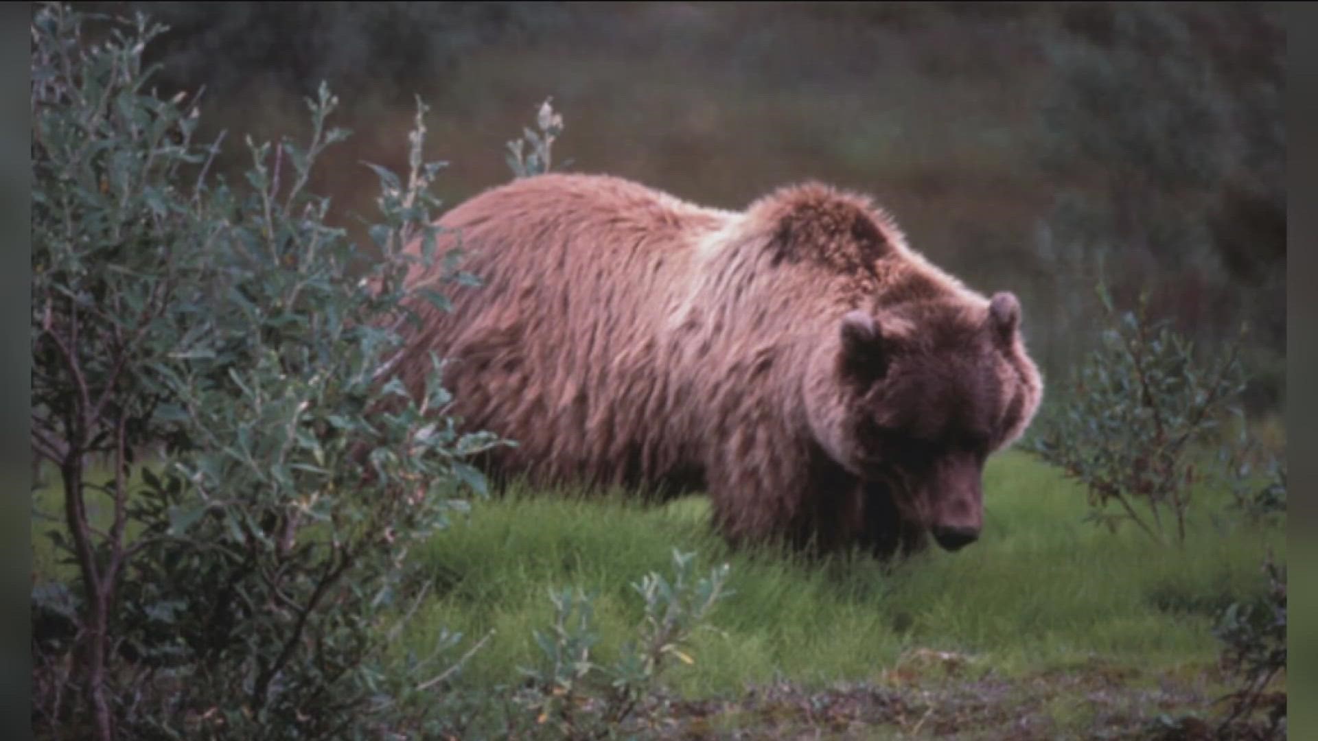 . Senators have bill to take Grizzly bears off endangered list 