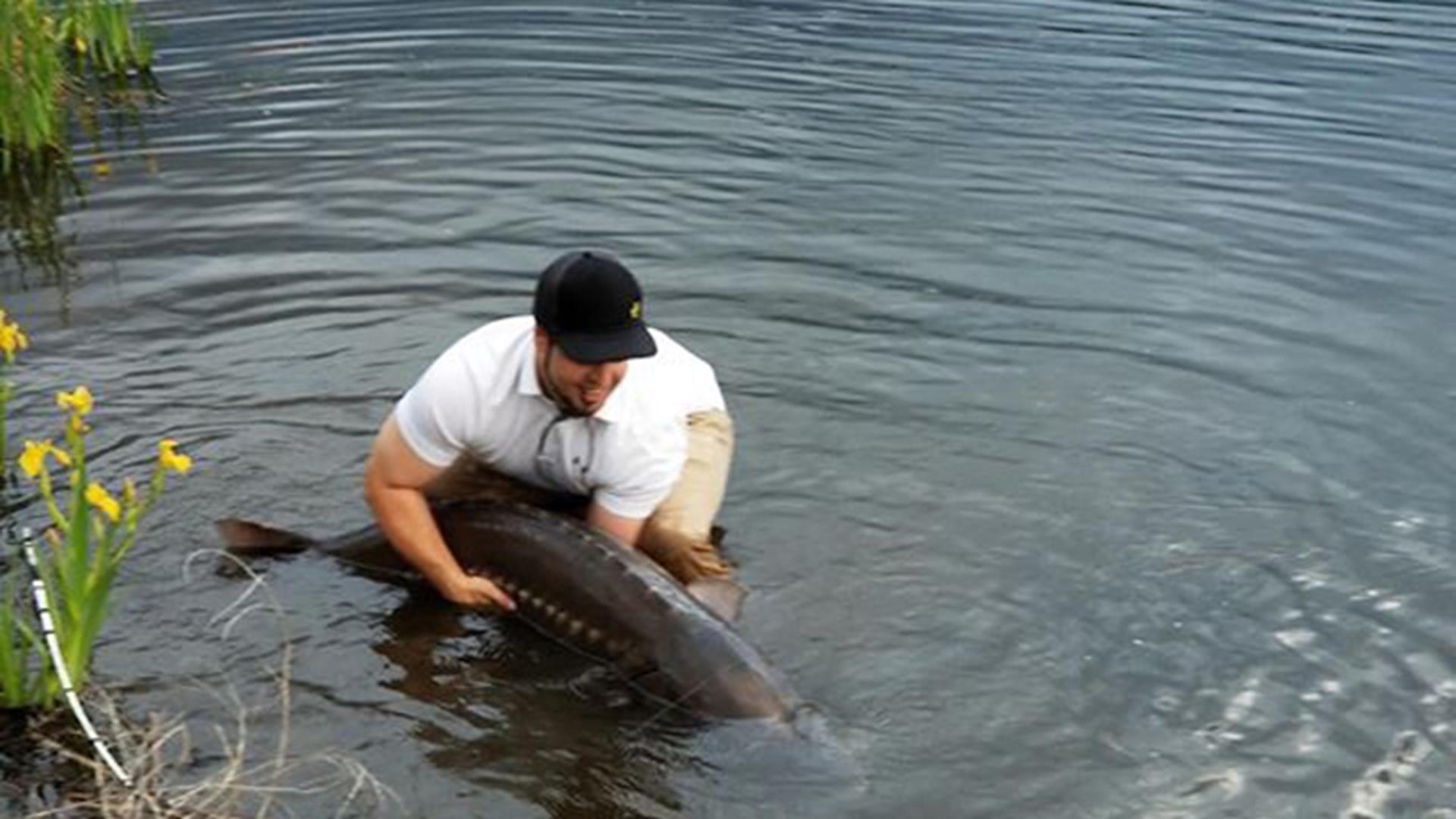 'It was insane' Boise fisherman catches massive sturgeon in Parkcenter