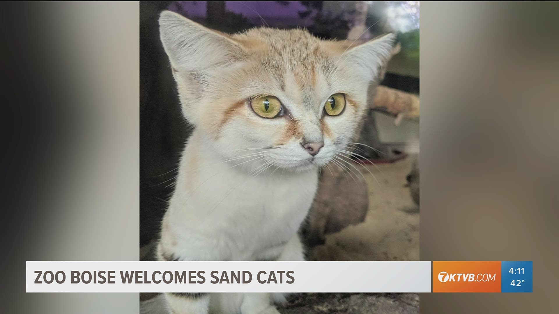 Sand cats are known as the wildest small cat in the world. Two cats are coming to Idaho.