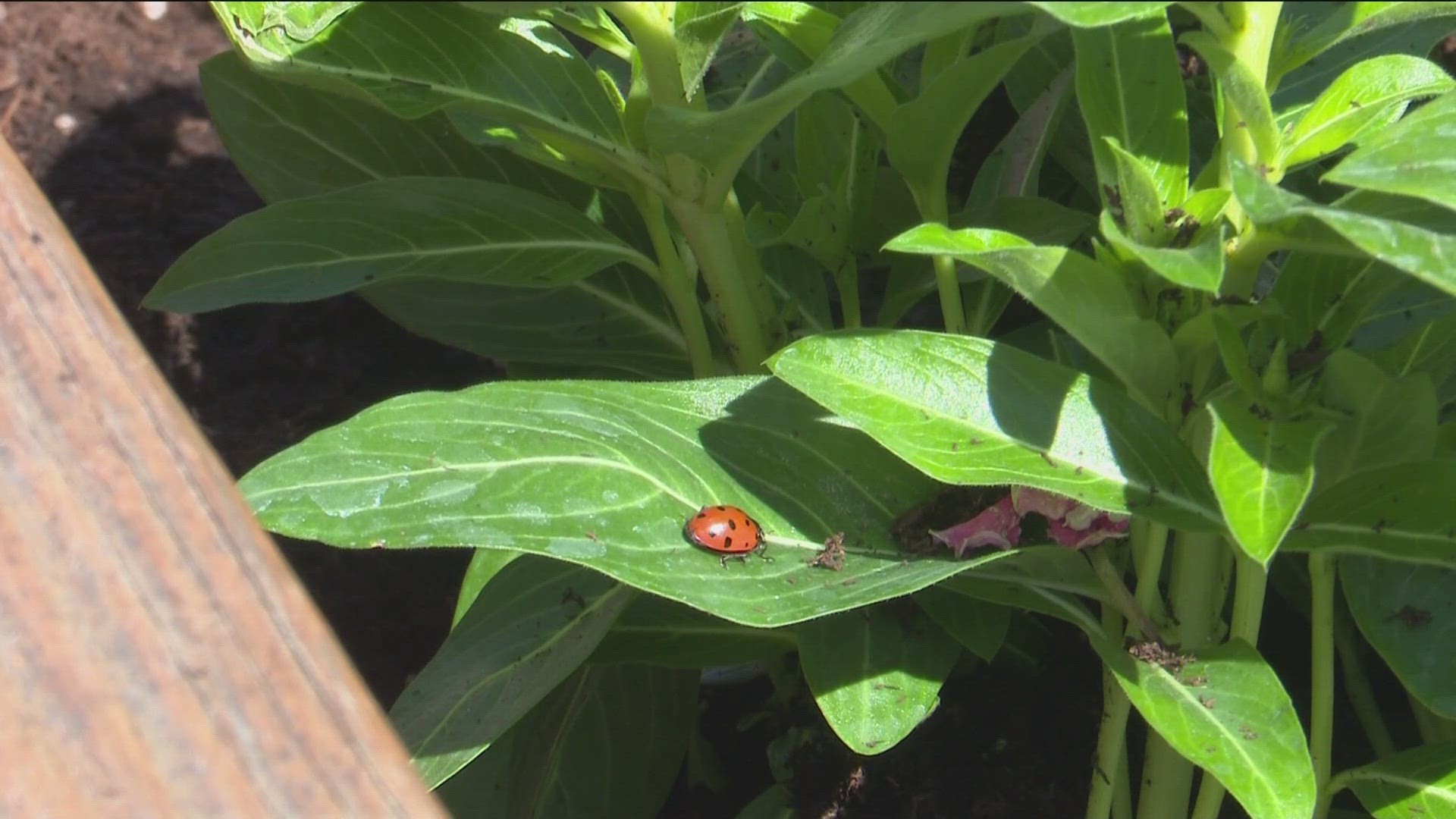 Some could say the students got lucky as they had the opportunity to release 3,000 ladybugs into nearby gardens and trees outside their schoolyard.