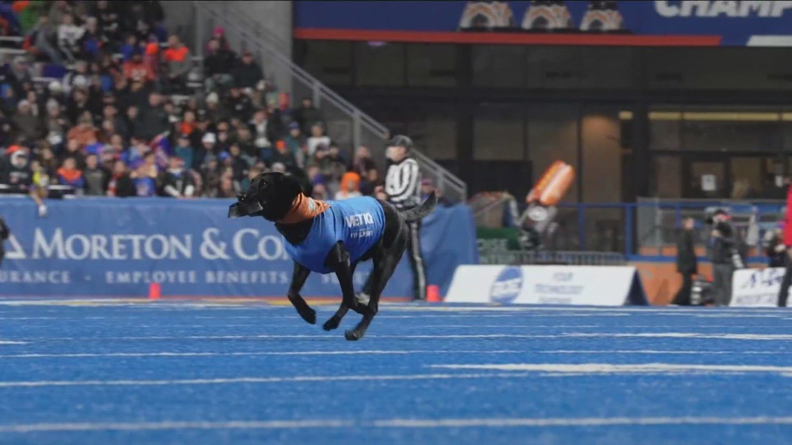 National Dog Day: Behind the scenes with Blitz, the most popular dog in Boise