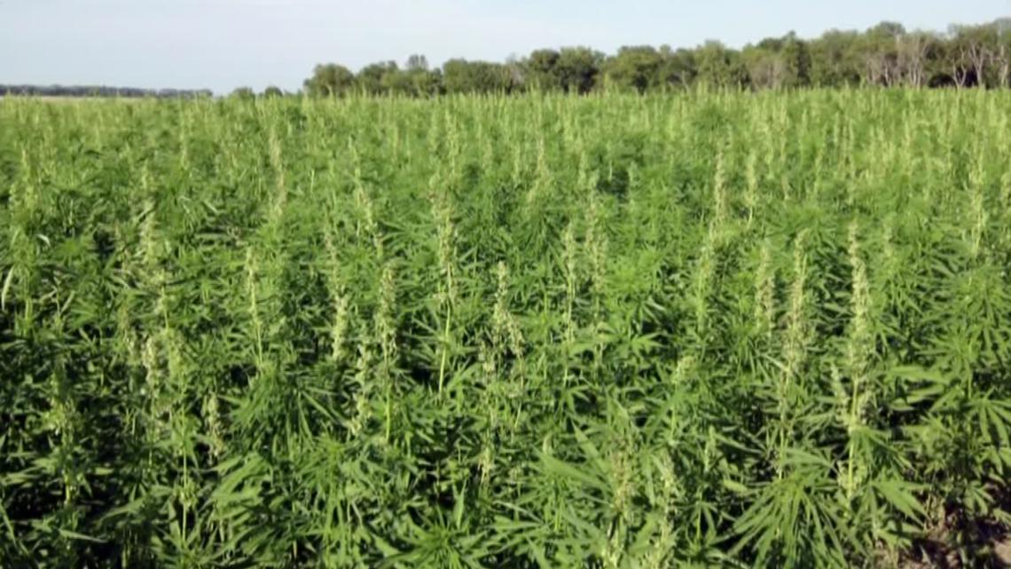 Idaho's new hemp industry draws first applicants - Vimarsana News