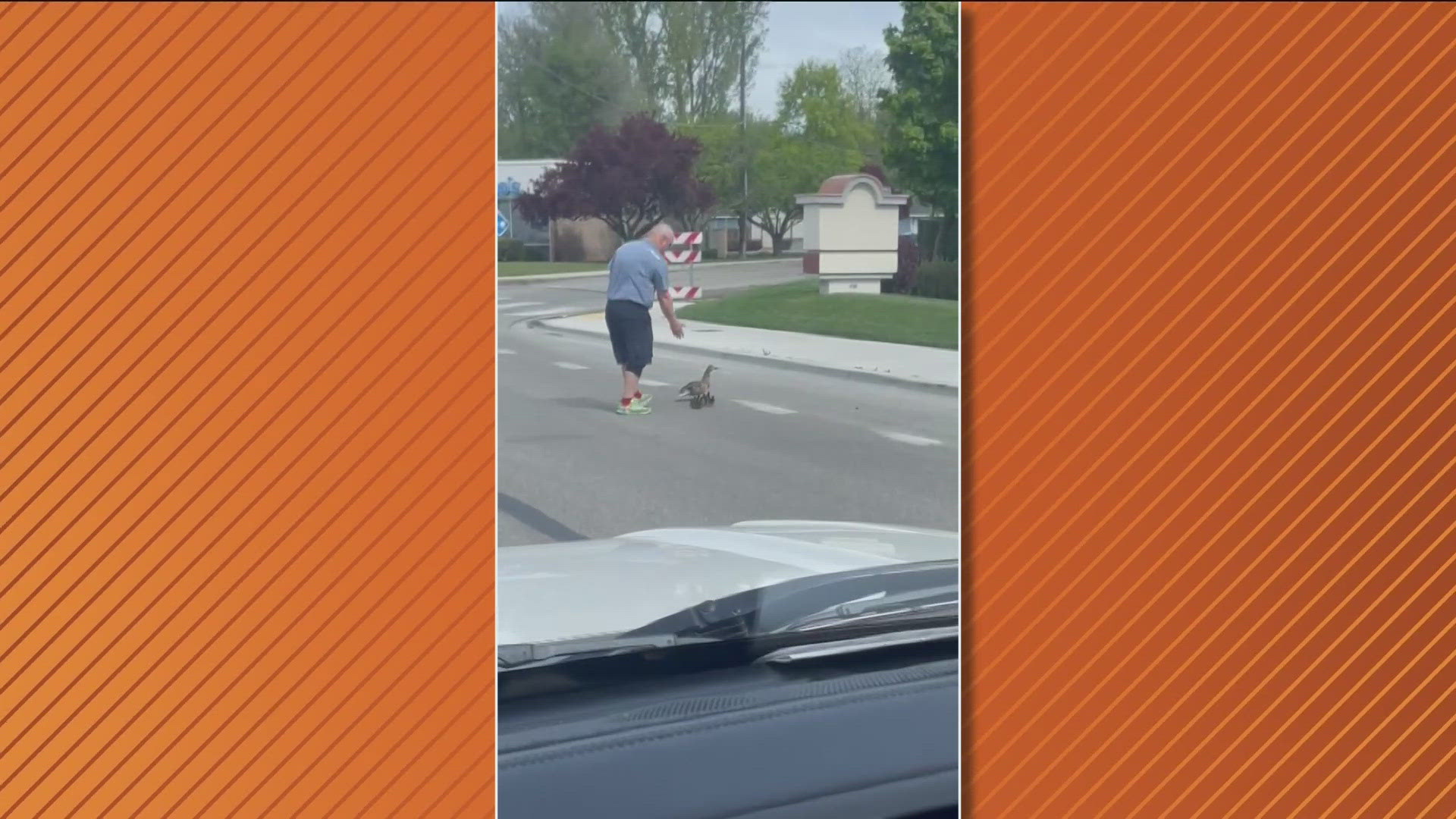 A man stopped traffic on State Street to escort the duck family safely to the sidewalk.