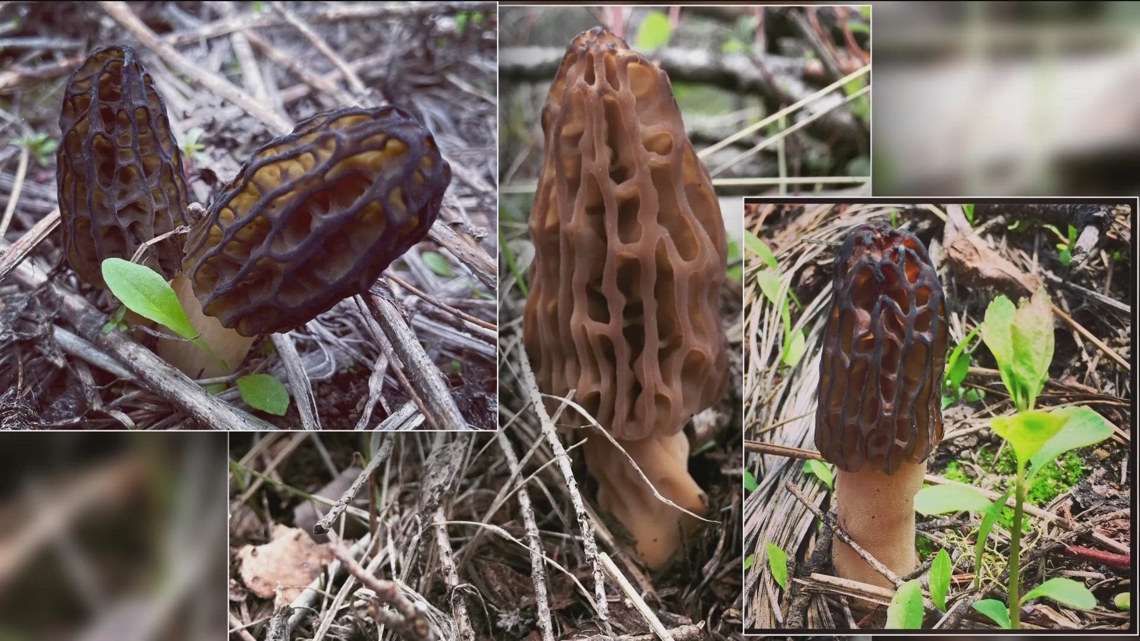 Morel mushroom foraging season begins in Idaho and eastern Oregon