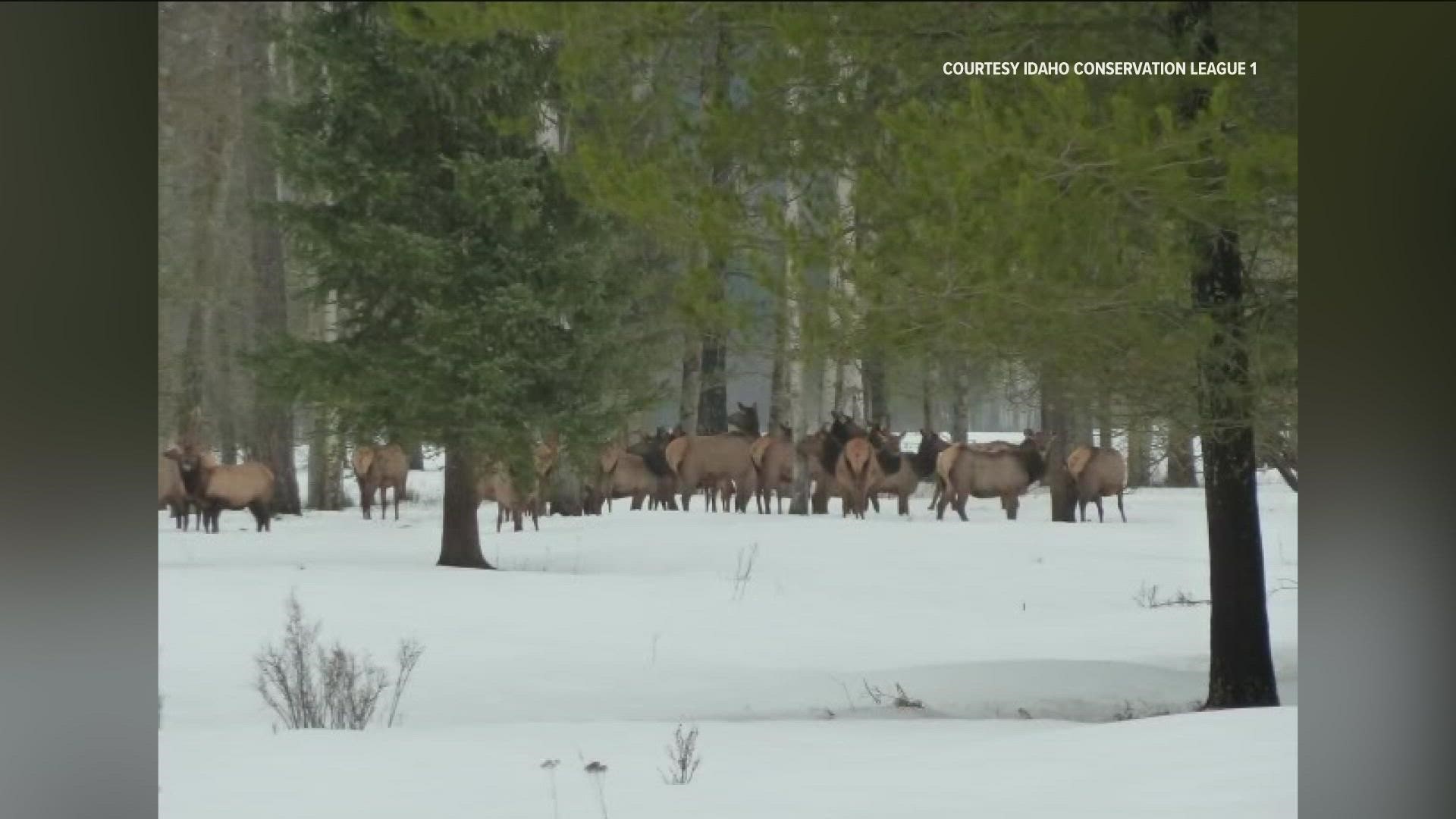 The Gem State's outdoor recreation areas are home to wildlife. Jeff Abrams with the Idaho Conservation League talks about ways to be as respectful as possible.