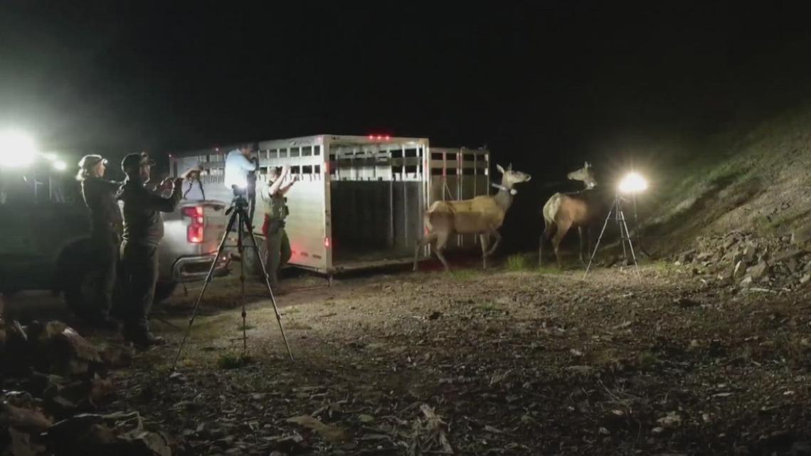 IDFG relocates 34 elk on private land west of Emmett to north Idaho