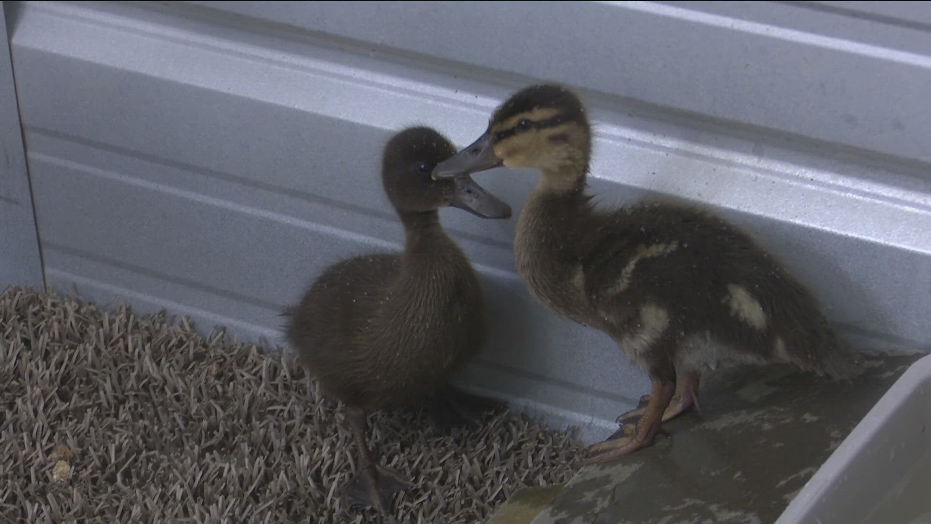 The Ruth Melichar Bird Center will close for about a month due to increasing operational costs. They're asking for the community's help to get back on their feet.