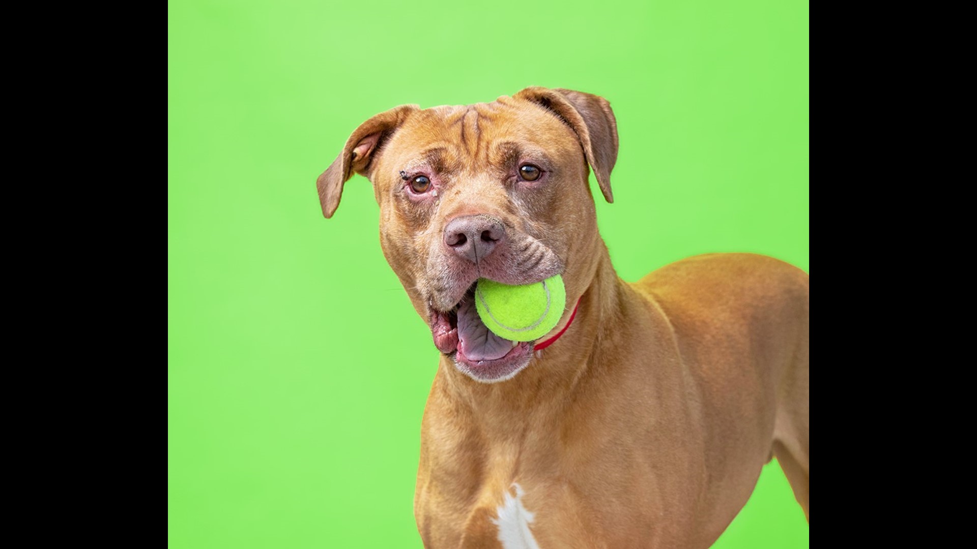 PHOTOS Lots of dogs, puppies in Boise need forever homes