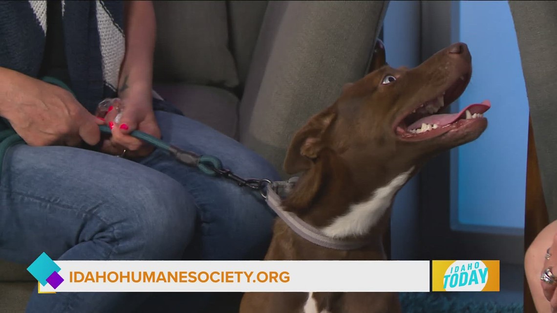 Idaho Today The latest adoptable pet at Idaho Humane Society