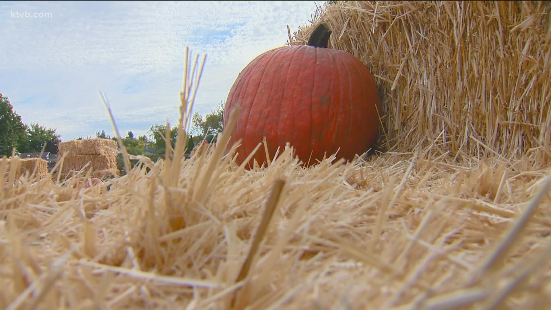 Jim Duthie heads to the Boise Urban Garden School to learn more about pumpkins.