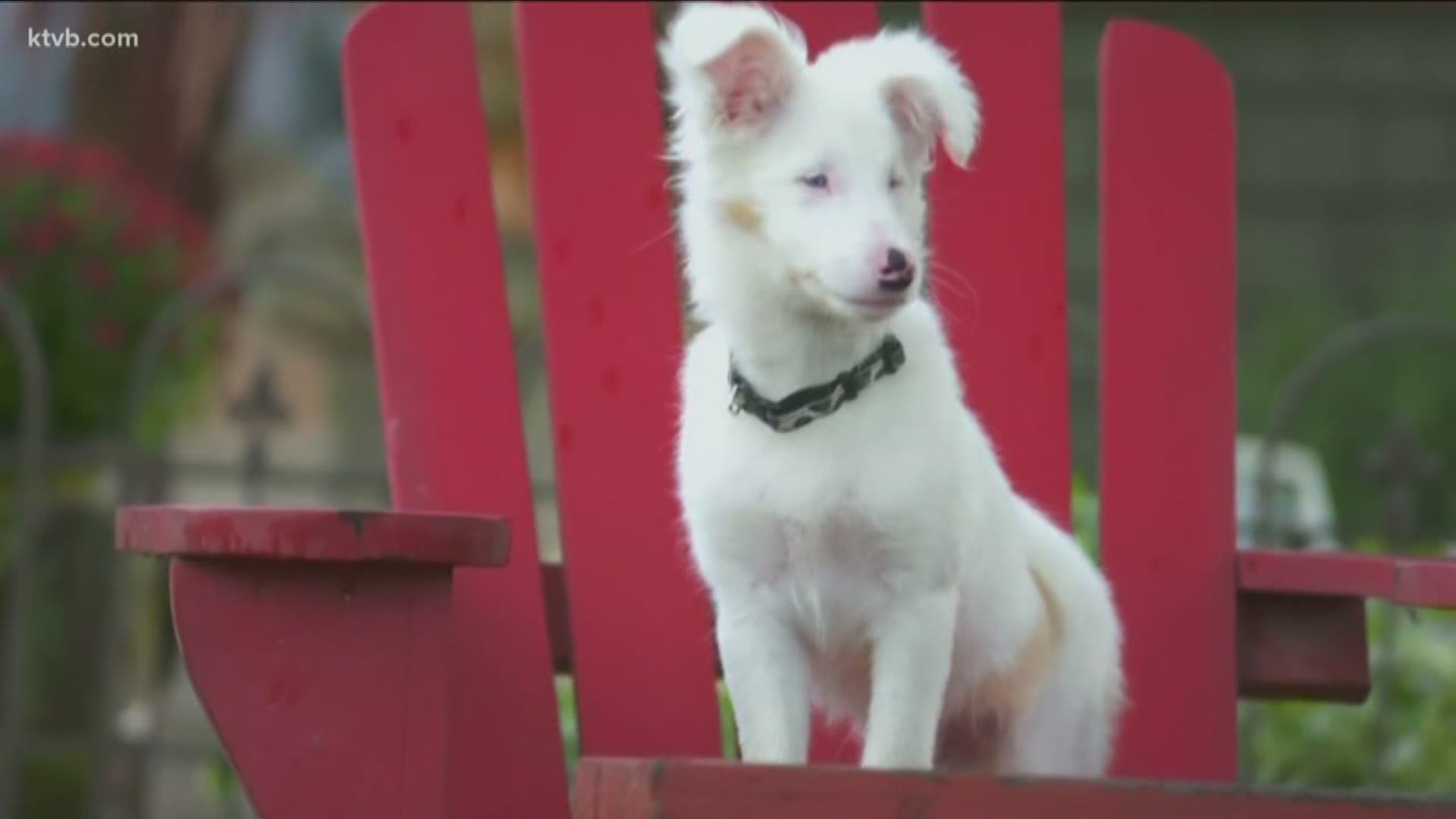 special needs dogs puppy bowl