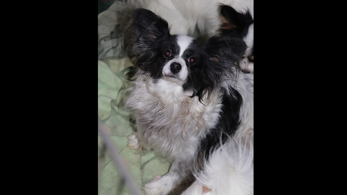 Dogs seized in Mountain Home hoarding case handed over to Idaho Humane ...