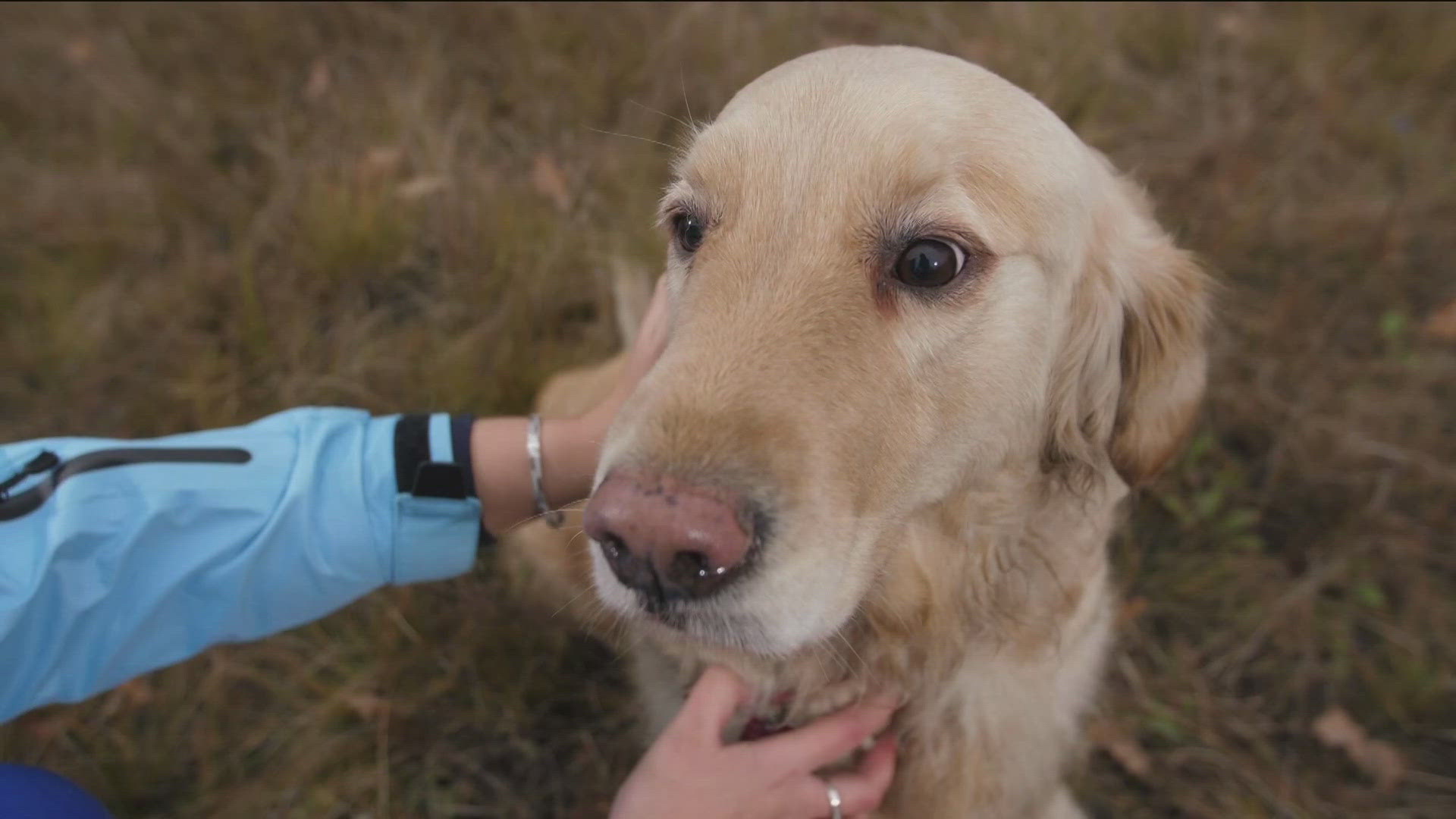 Fireworks can be concerning for some four-legged friends. Here's some tips and tricks on how to best keep them safe during this holiday.
