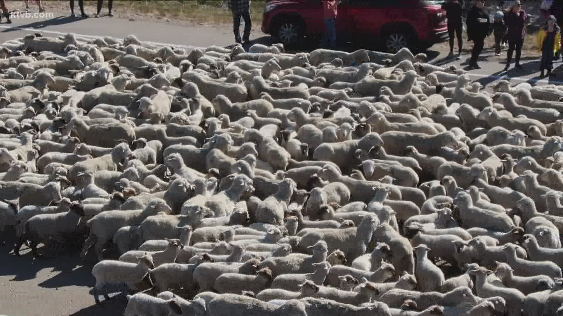Spectators lined up on both sides of the highway to watch Wilder sheep rancher Frank Shirts move nearly 2,600 ewes and lambs into the Boise Foothills.
