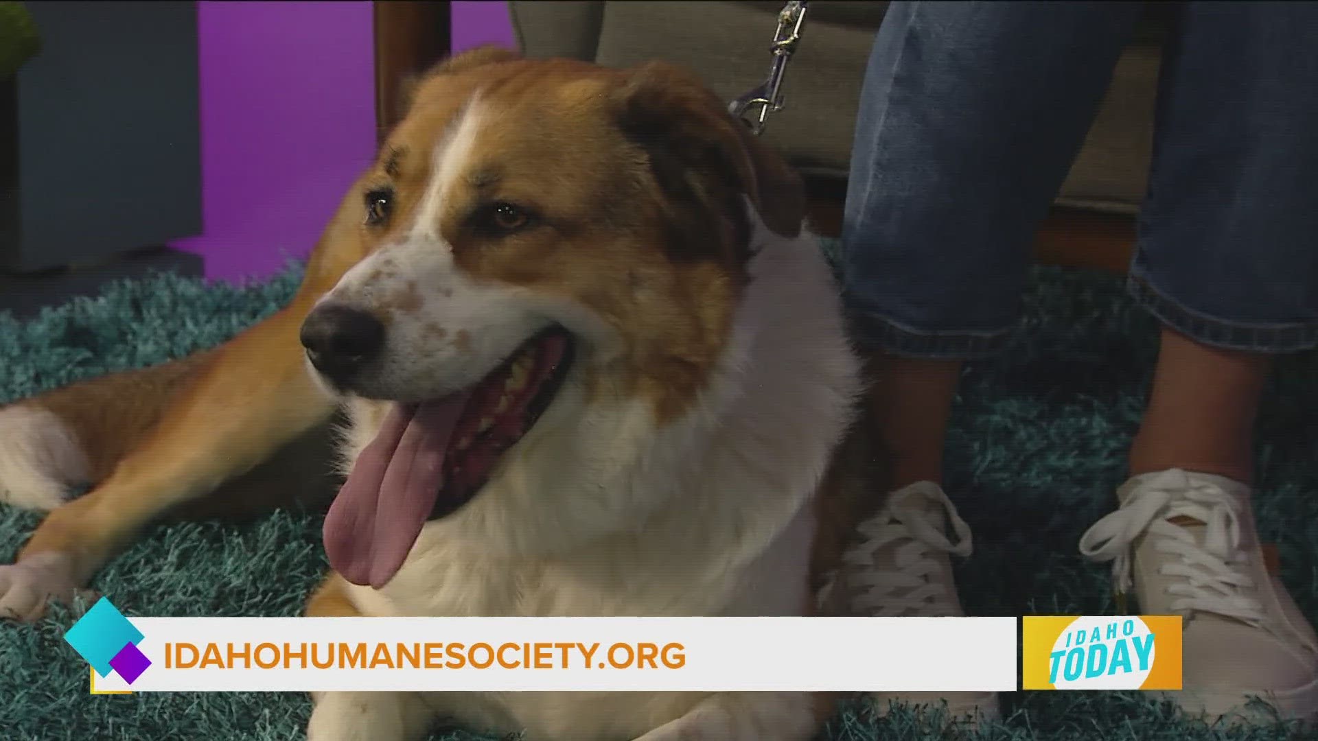 Our next adoptable pet is Maja a 6 year old Anatolian Shepherd / Mix. You can find her at https://idahohumanesociety.org/