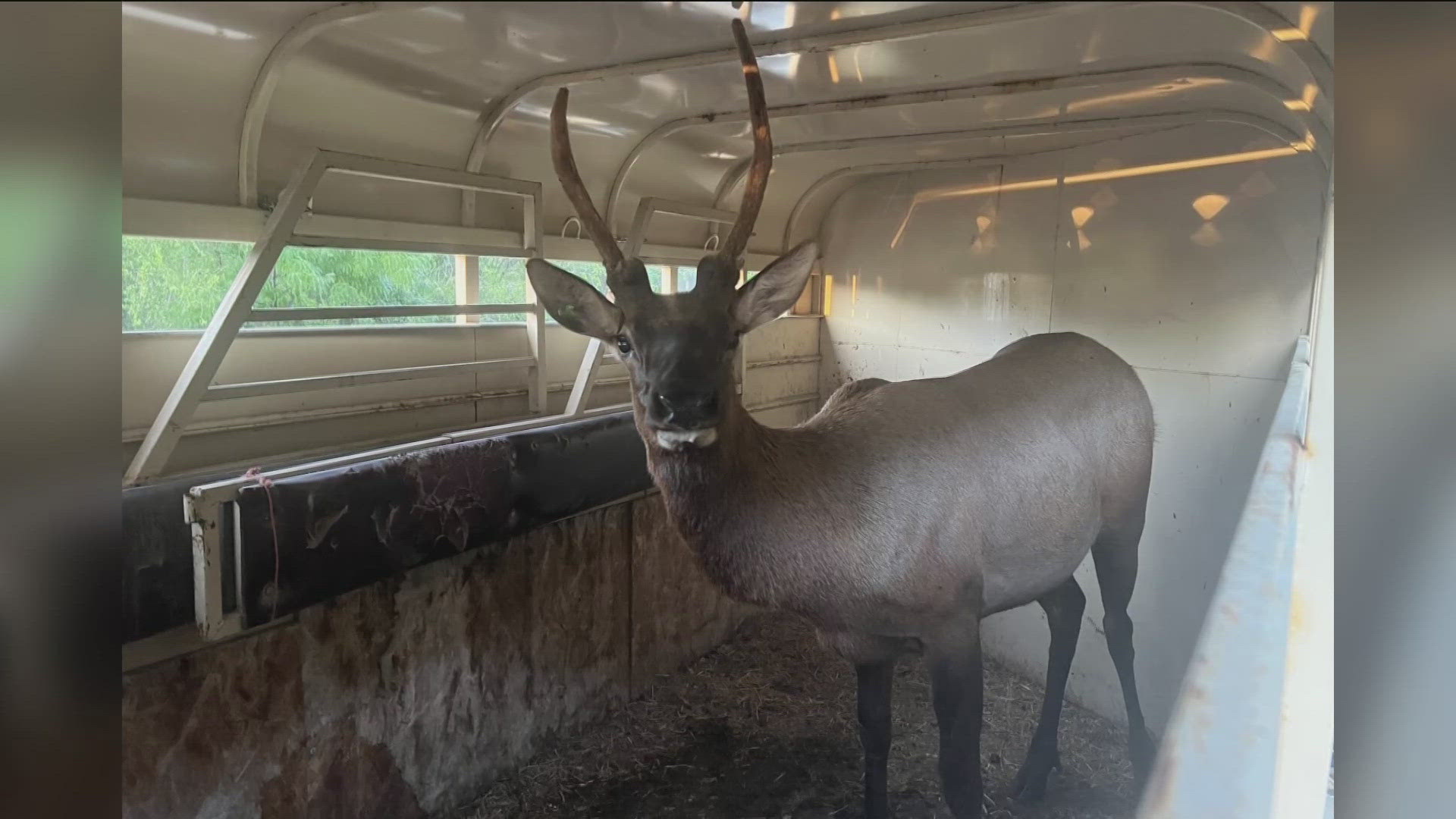 Idaho Fish and Game staff tranquilized a young bull elk wandering a Boise neighborhood on Wednesday, Aug. 21.