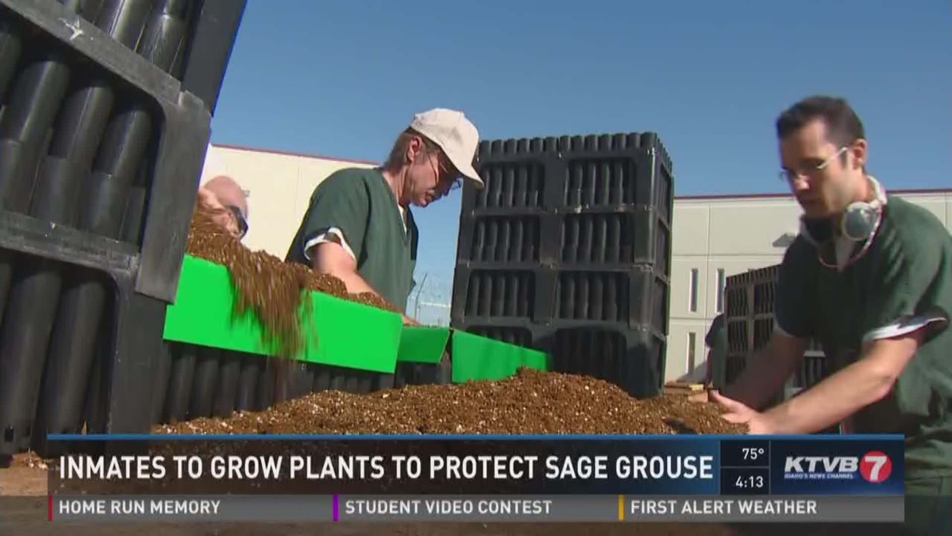 Inmates plant seeds to protect sagegrouse