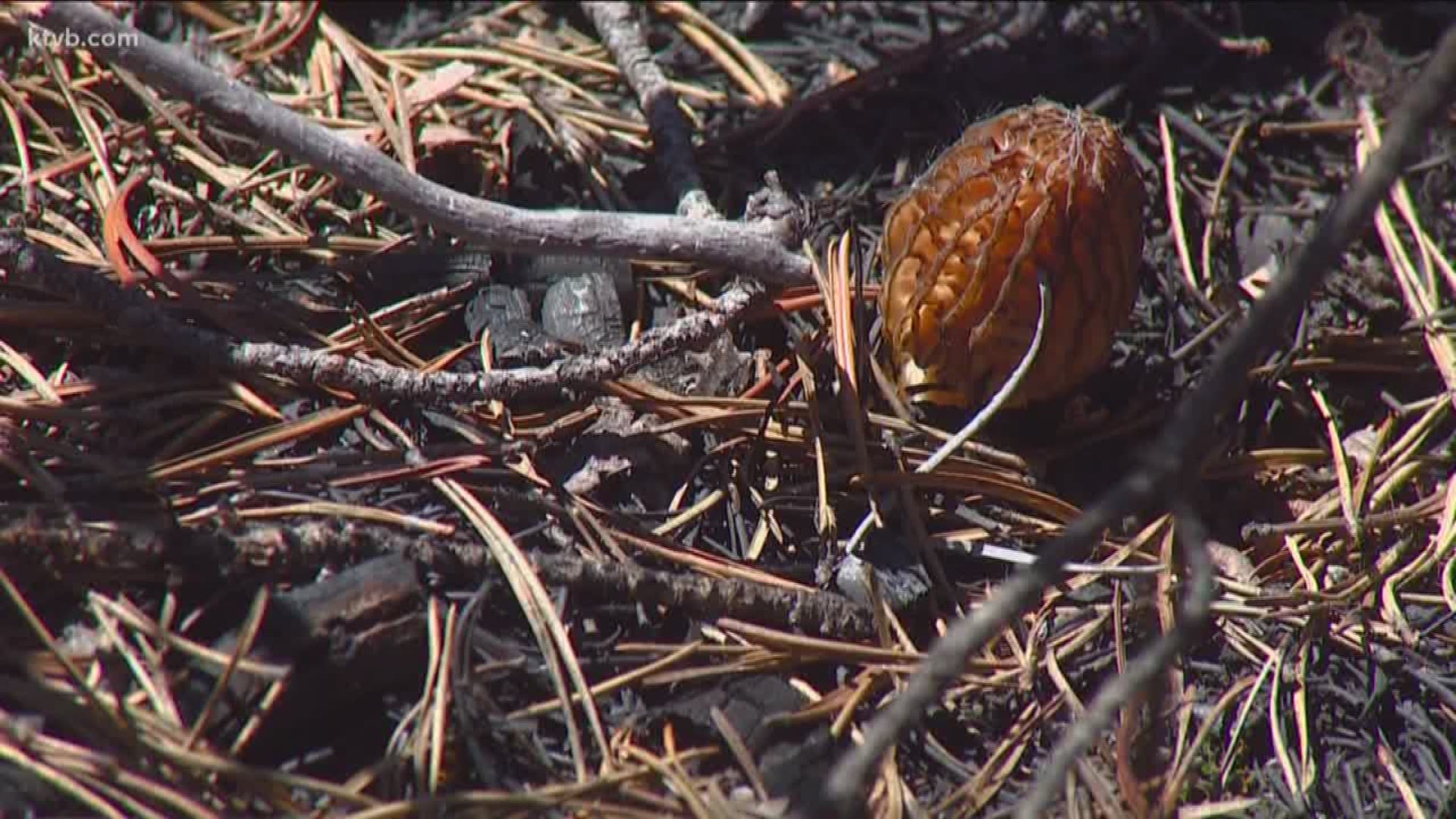 The highly-sought-after mushroom grow in areas burned by wildfires.