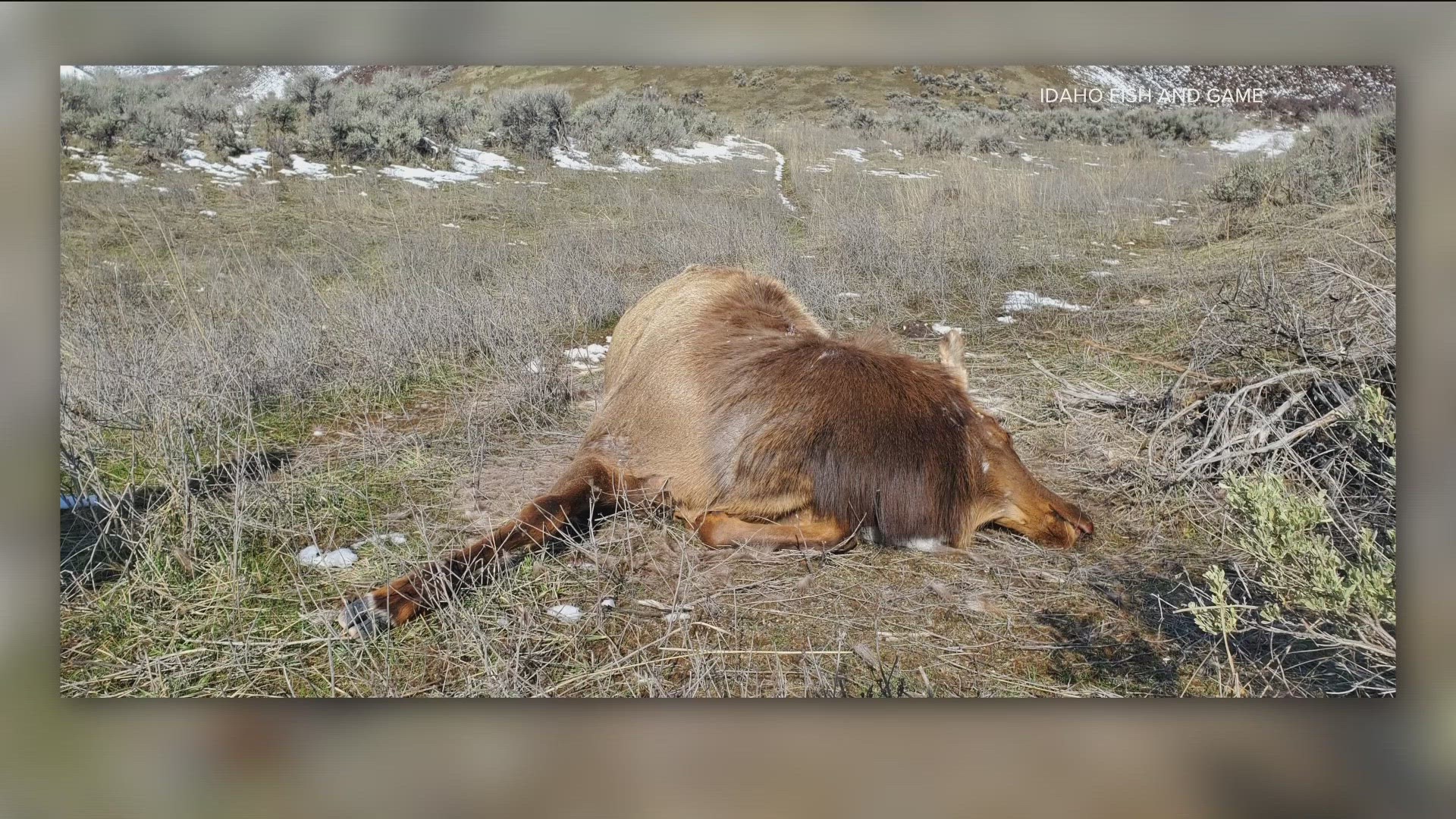Idaho Fish and Game is asking the public for information after five elk were shot out of season and left to waste in two incidents in southwest Idaho.